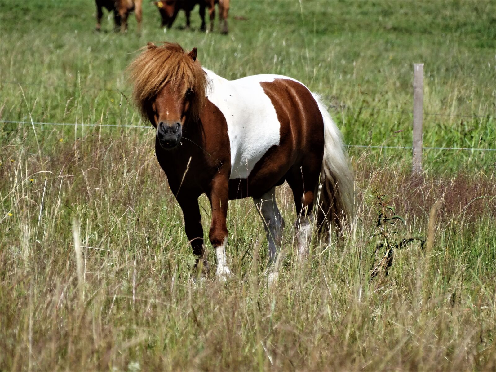 Sony Cyber-shot DSC-HX300 sample photo. The horse, pony, animal photography