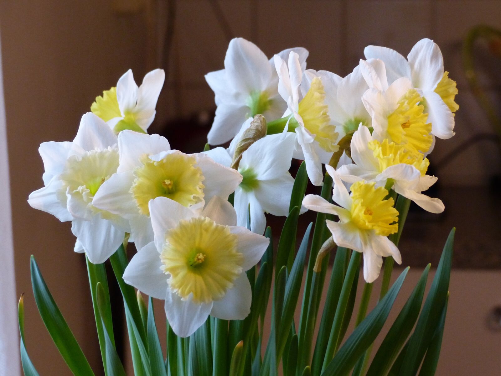 Panasonic Lumix DMC-FZ200 sample photo. Spring, flowers, white photography