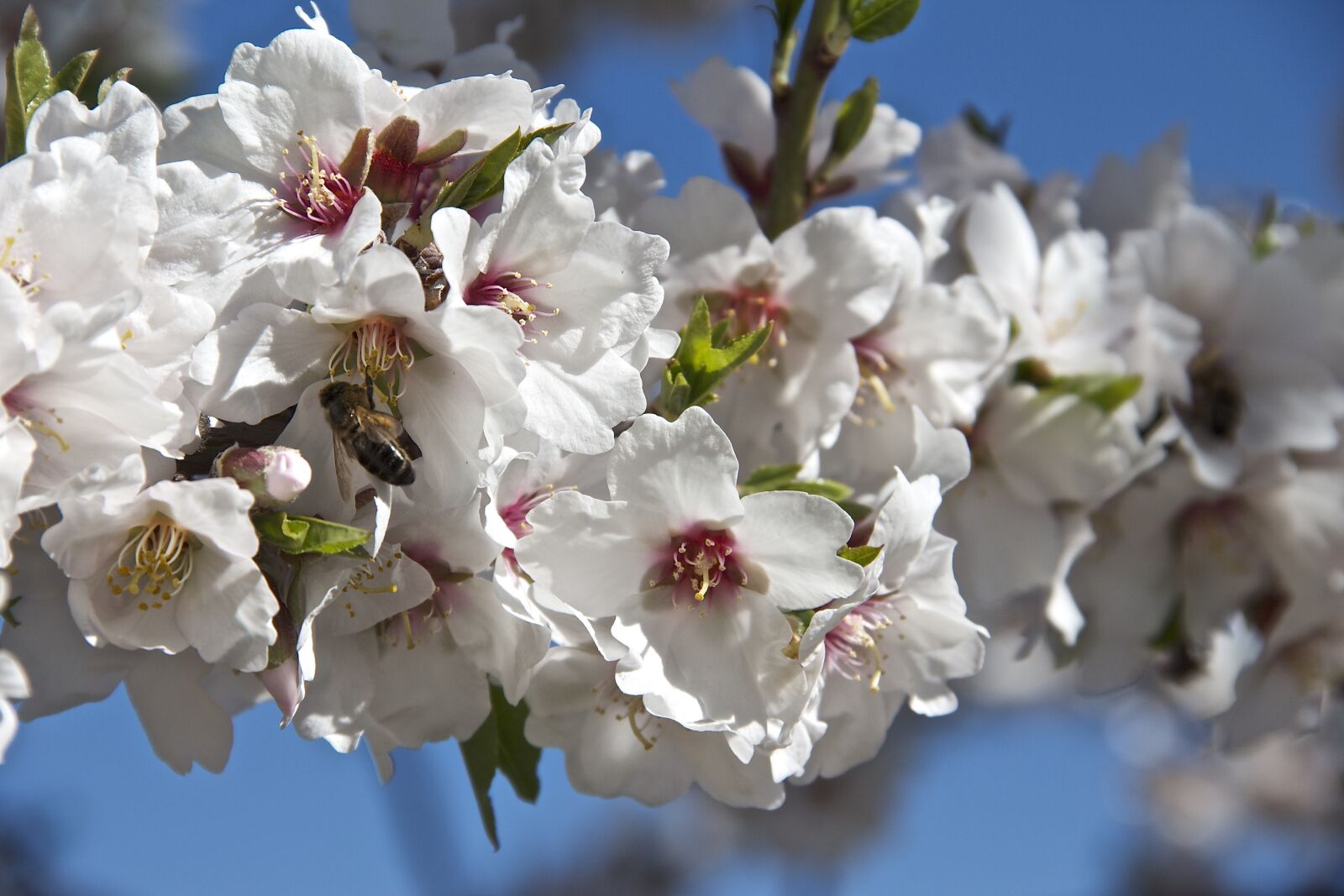 Canon EOS 550D (EOS Rebel T2i / EOS Kiss X4) sample photo. Flower, almond tree, spring photography