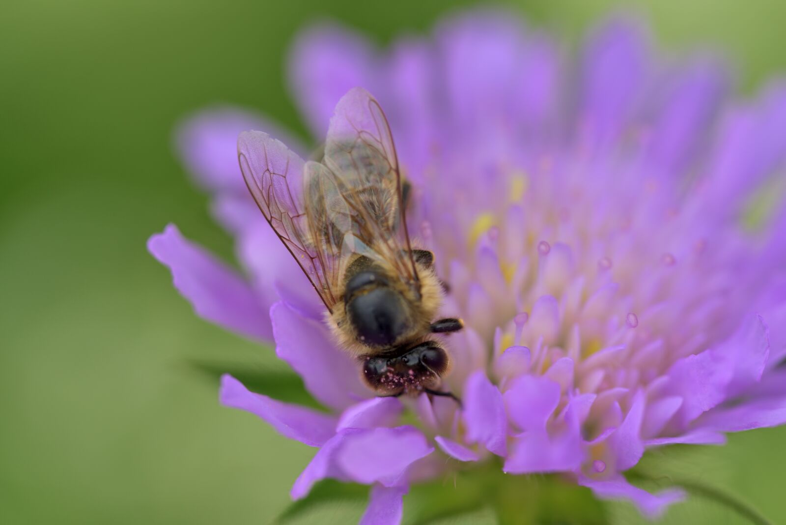 Nikon D750 sample photo. Bee, blossom, bloom photography