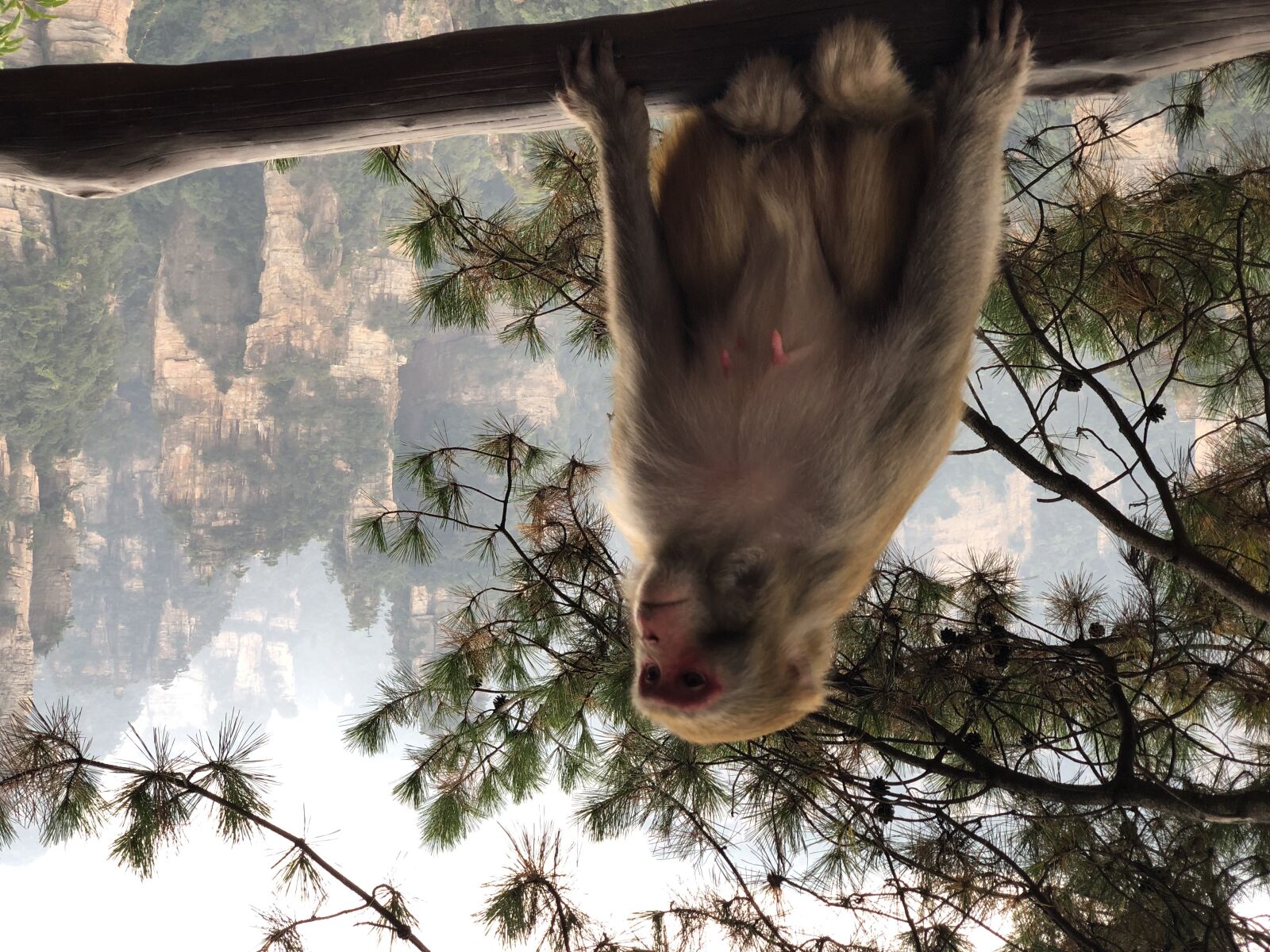 Apple iPhone X sample photo. Wild, macaque, primate, monkey photography