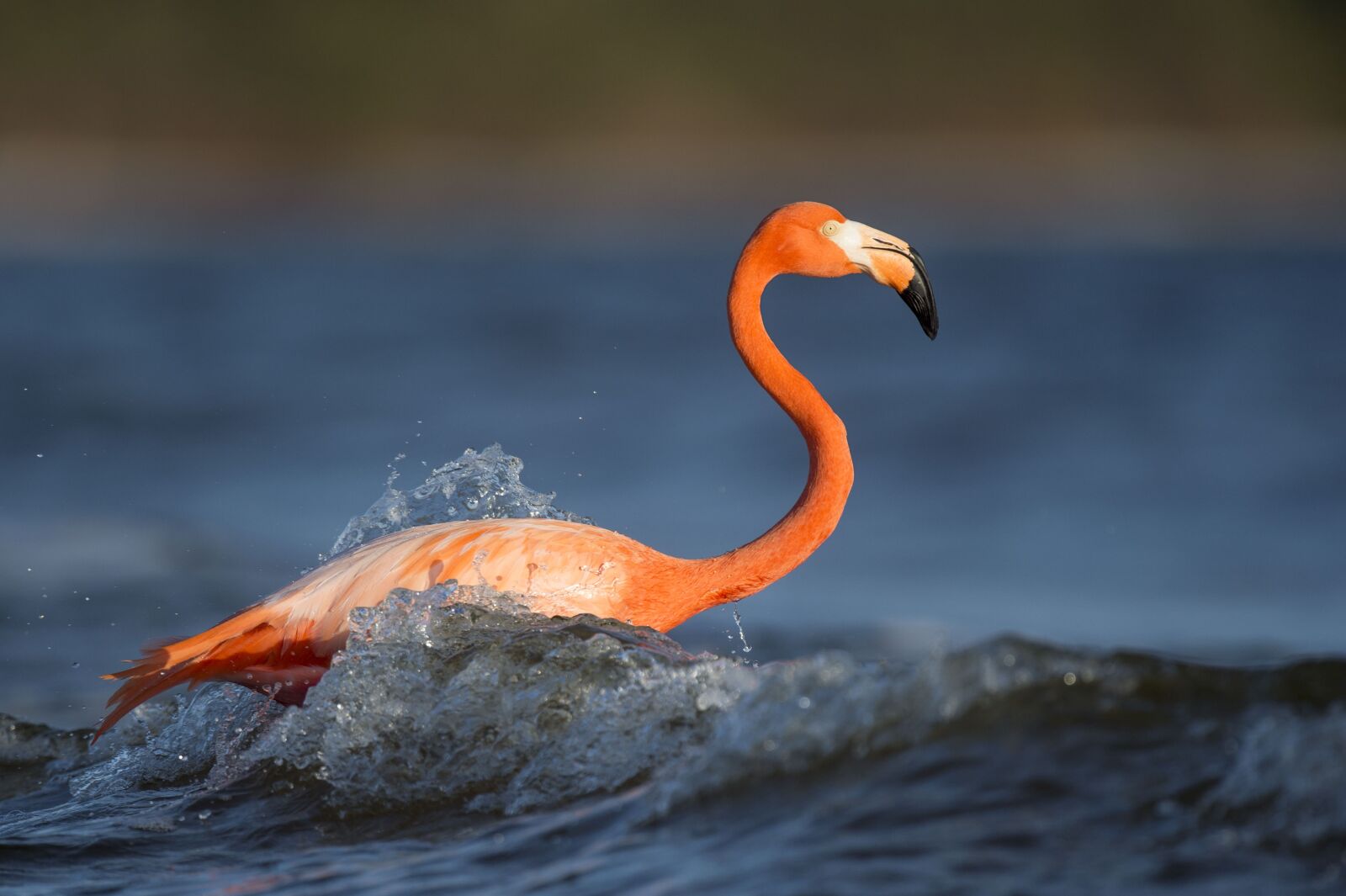 Nikon D4S sample photo. Animal, bird, feathers photography