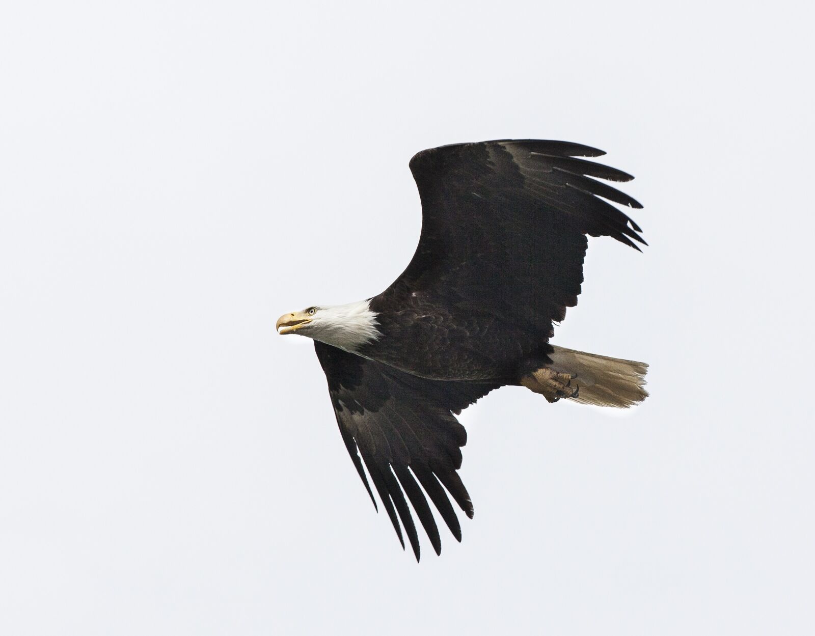 Canon EOS 5D Mark II + Canon EF 200-400mm F4L IS USM Extender 1.4x sample photo. Bald eagle, soaring, bird photography