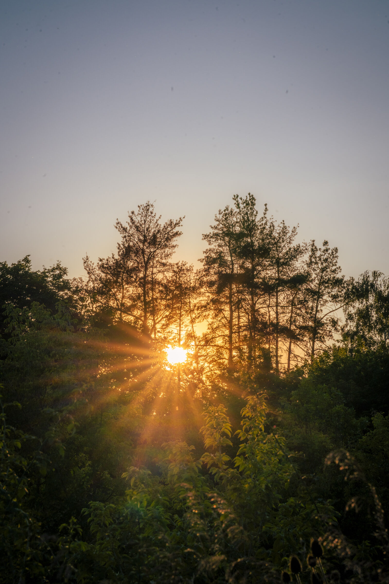 Sony a7 IV sample photo