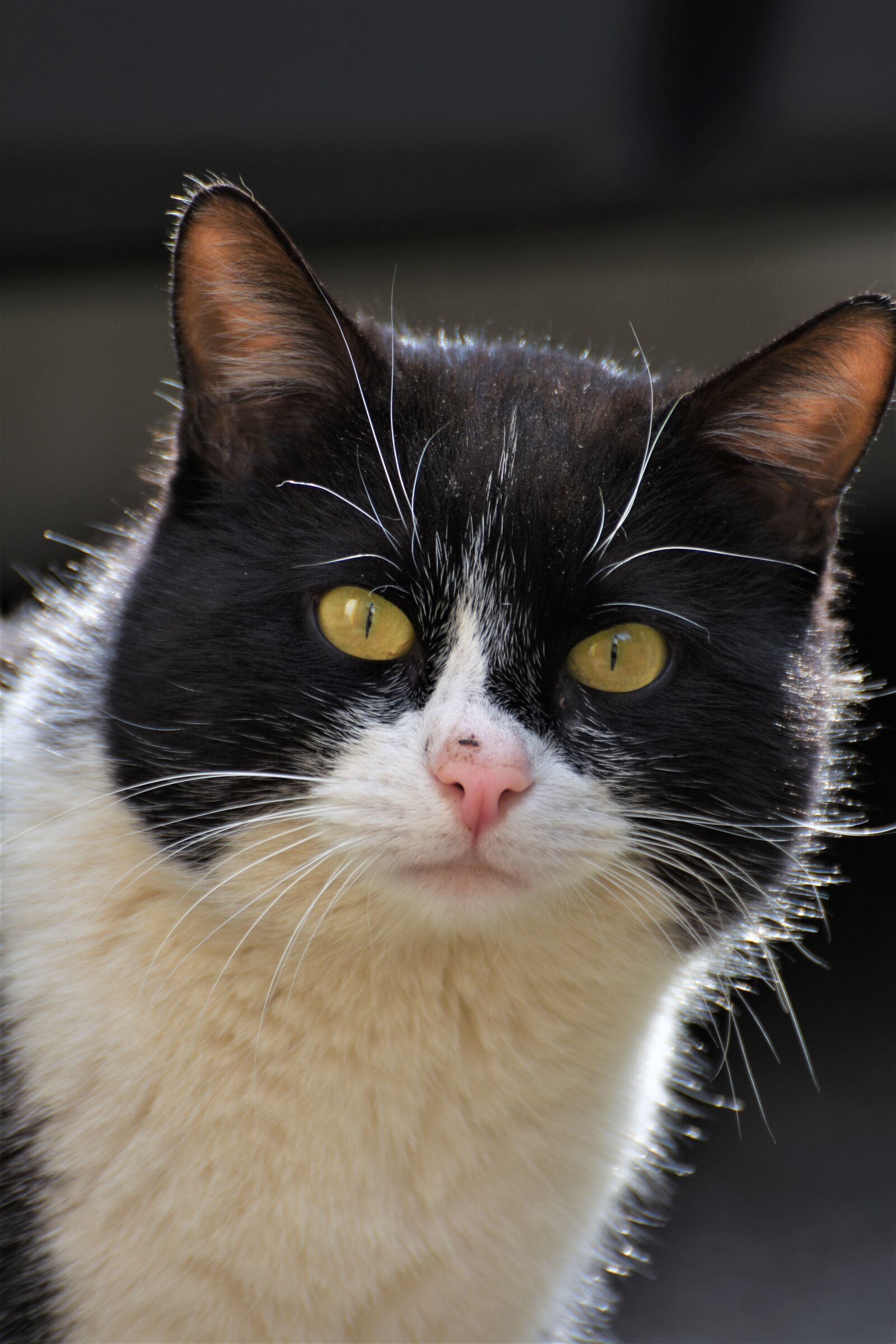 Nikon D7200 sample photo. Cat, portrait, animals photography