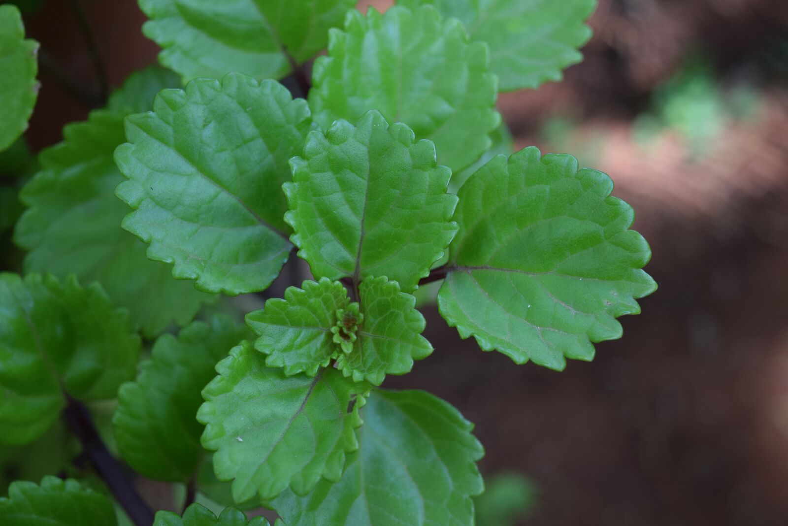 Nikon D5300 sample photo. Plant, dollar, garden photography