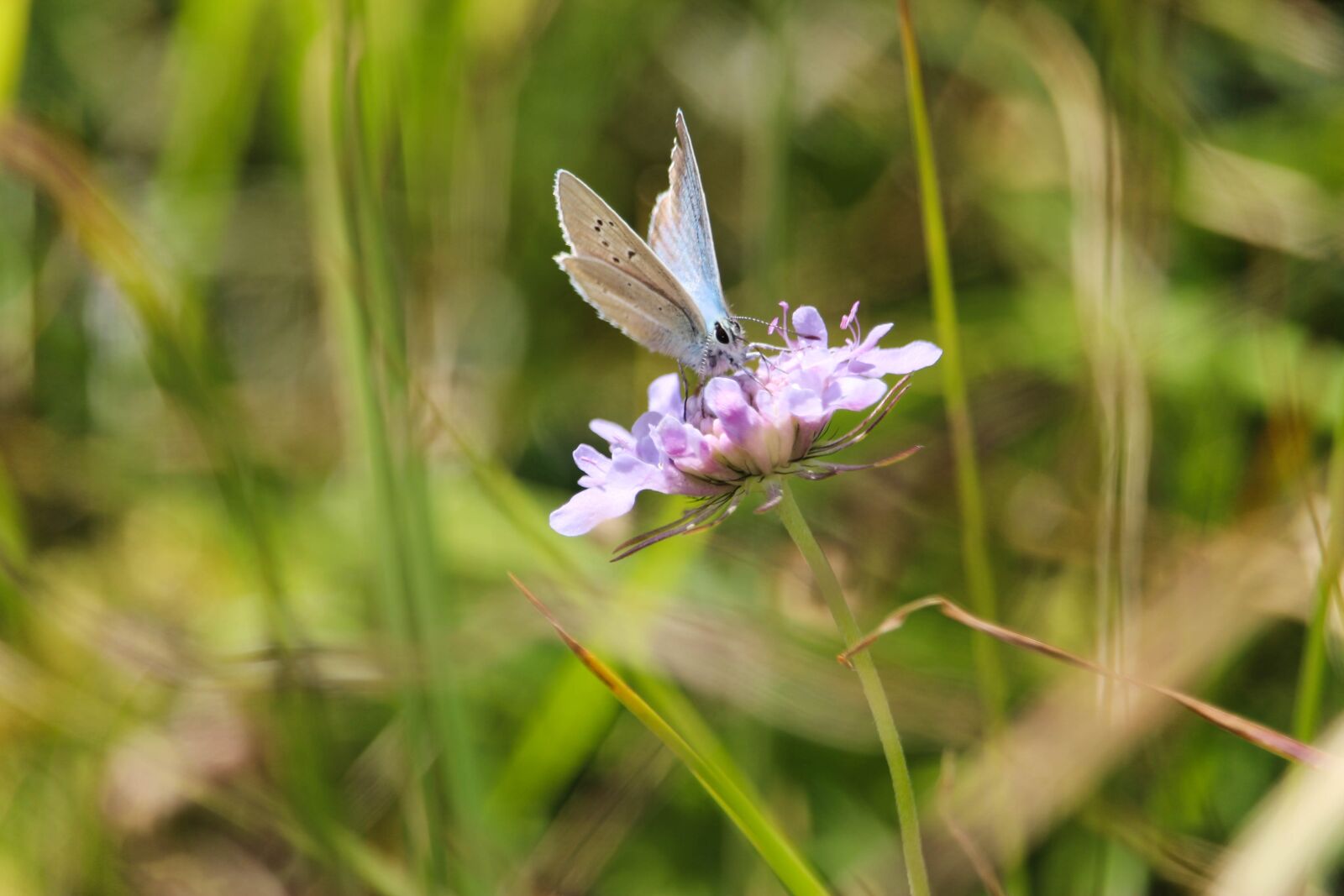 Canon EOS 700D (EOS Rebel T5i / EOS Kiss X7i) sample photo. Butterfly, nature, flower photography