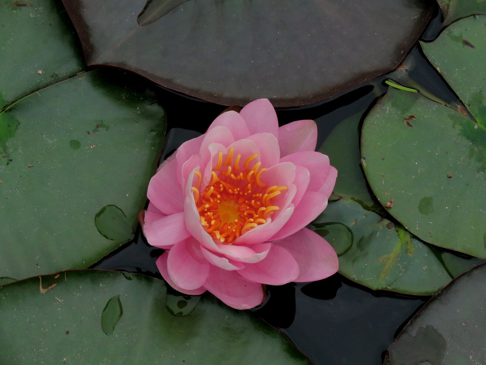 Canon PowerShot SX40 HS sample photo. Waterlilies, chalice, water photography