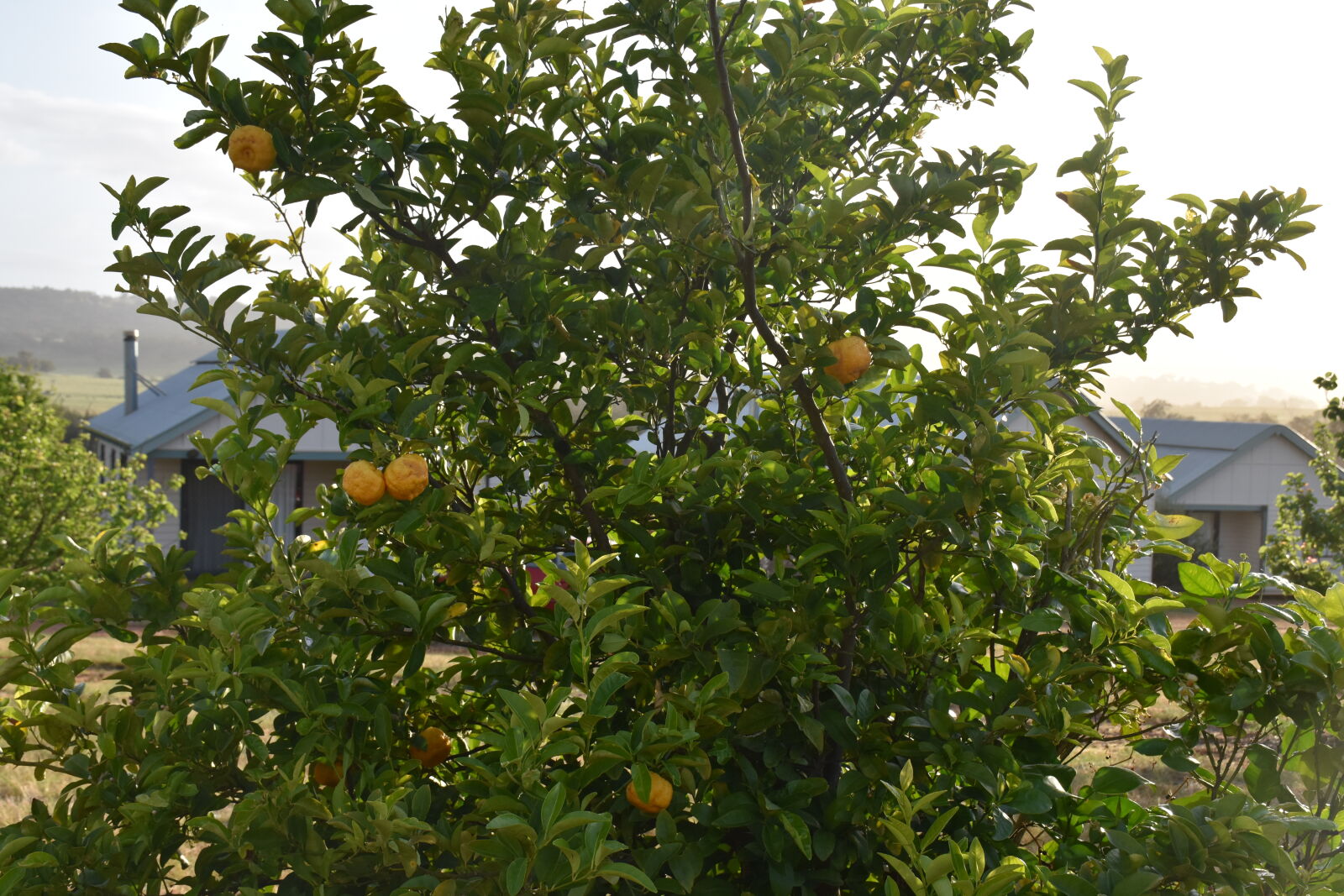 Nikon D7200 sample photo. Lemon, lemon, tree, tree photography