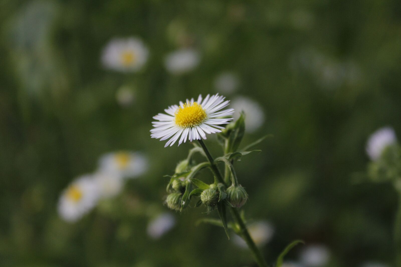 Canon EOS 600D (Rebel EOS T3i / EOS Kiss X5) sample photo. Flowers, background, flower garden photography