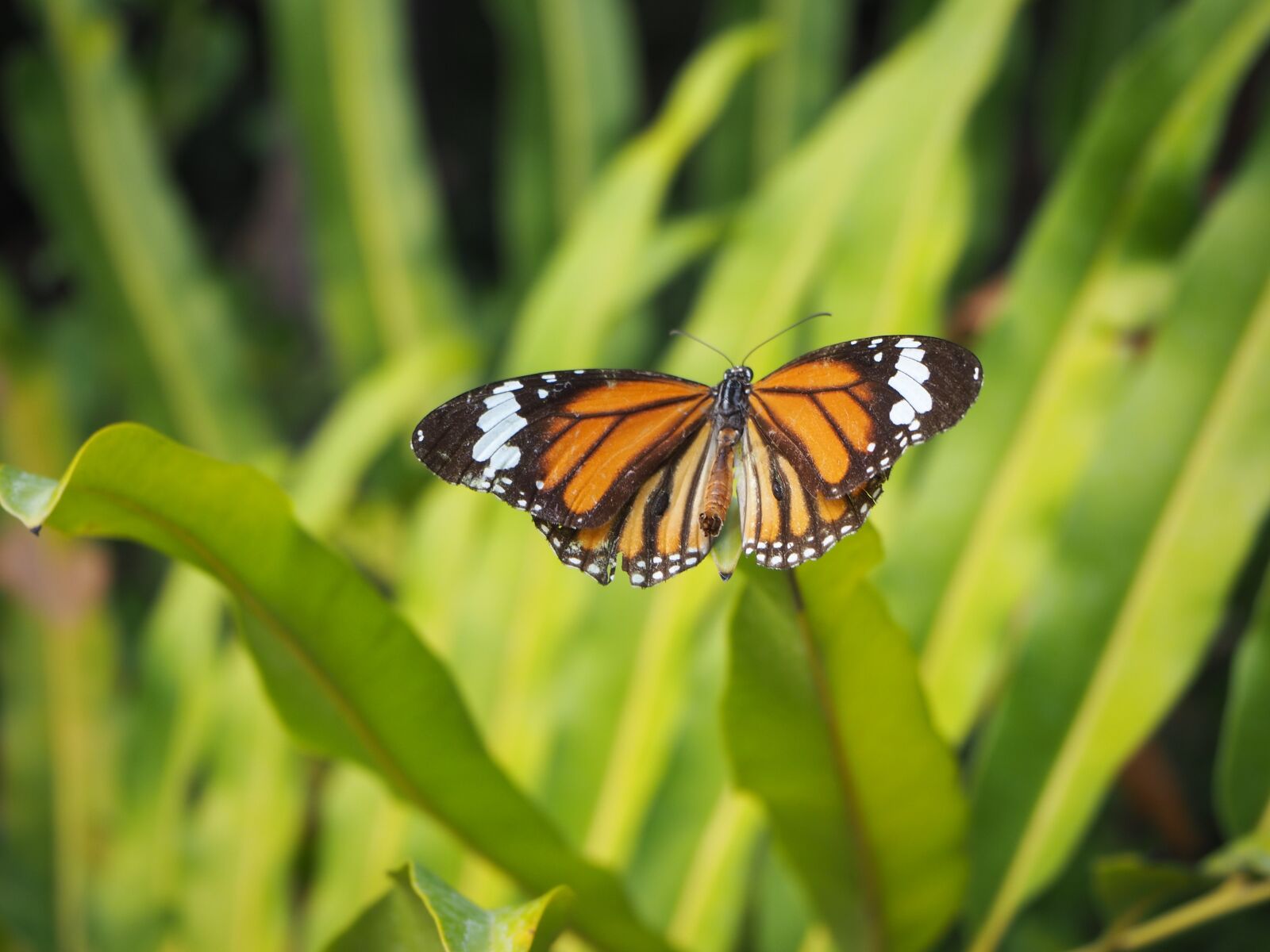 Olympus OM-D E-M10 III sample photo. Nature, autumn leaves, butterfly photography