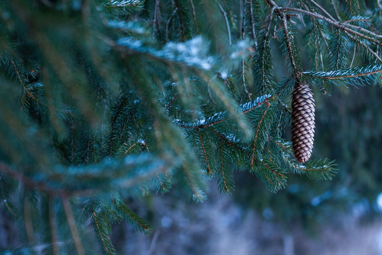 Canon EOS 700D (EOS Rebel T5i / EOS Kiss X7i) sample photo. Morning, cold, snow photography