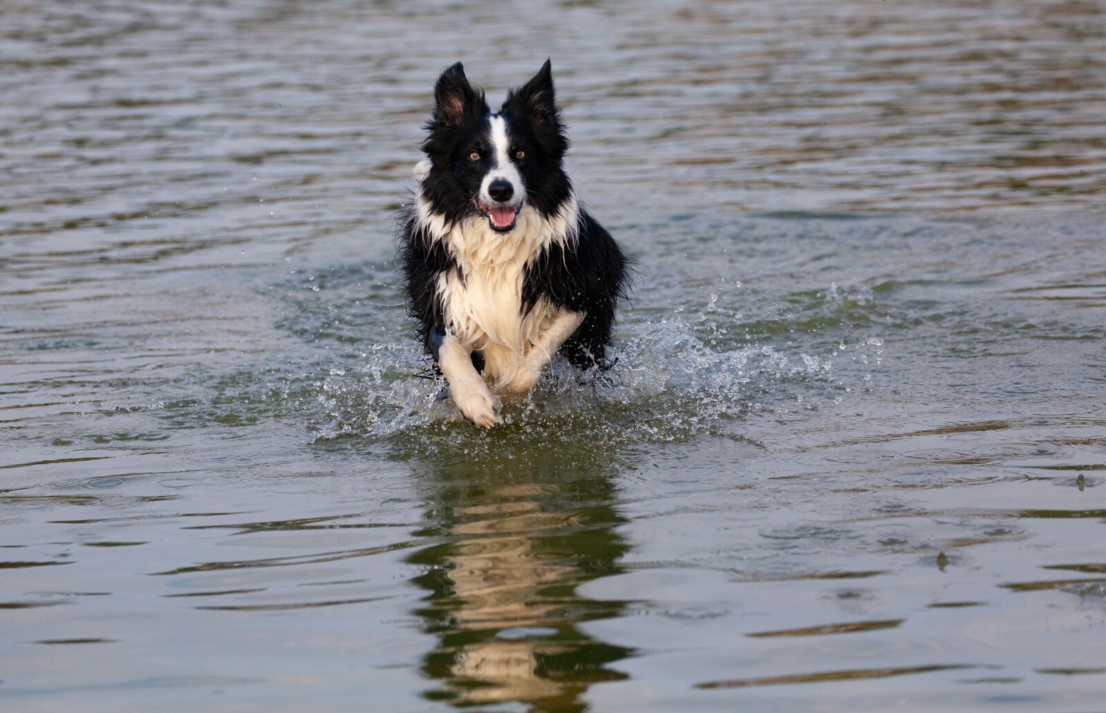 Canon EOS 5D Mark II sample photo. Collie in water, running photography