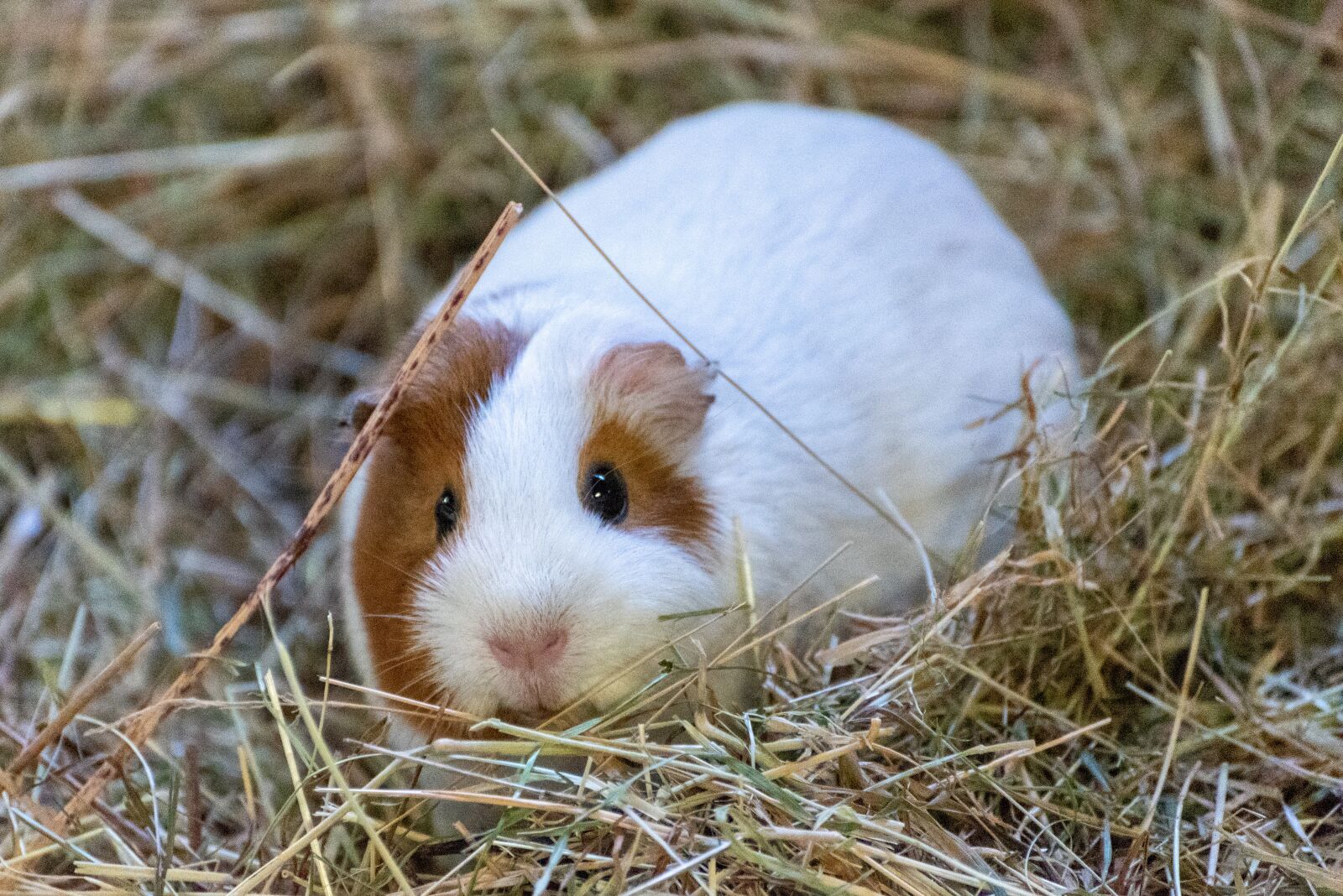 Nikon D750 sample photo. Guinea pig, white, brown photography