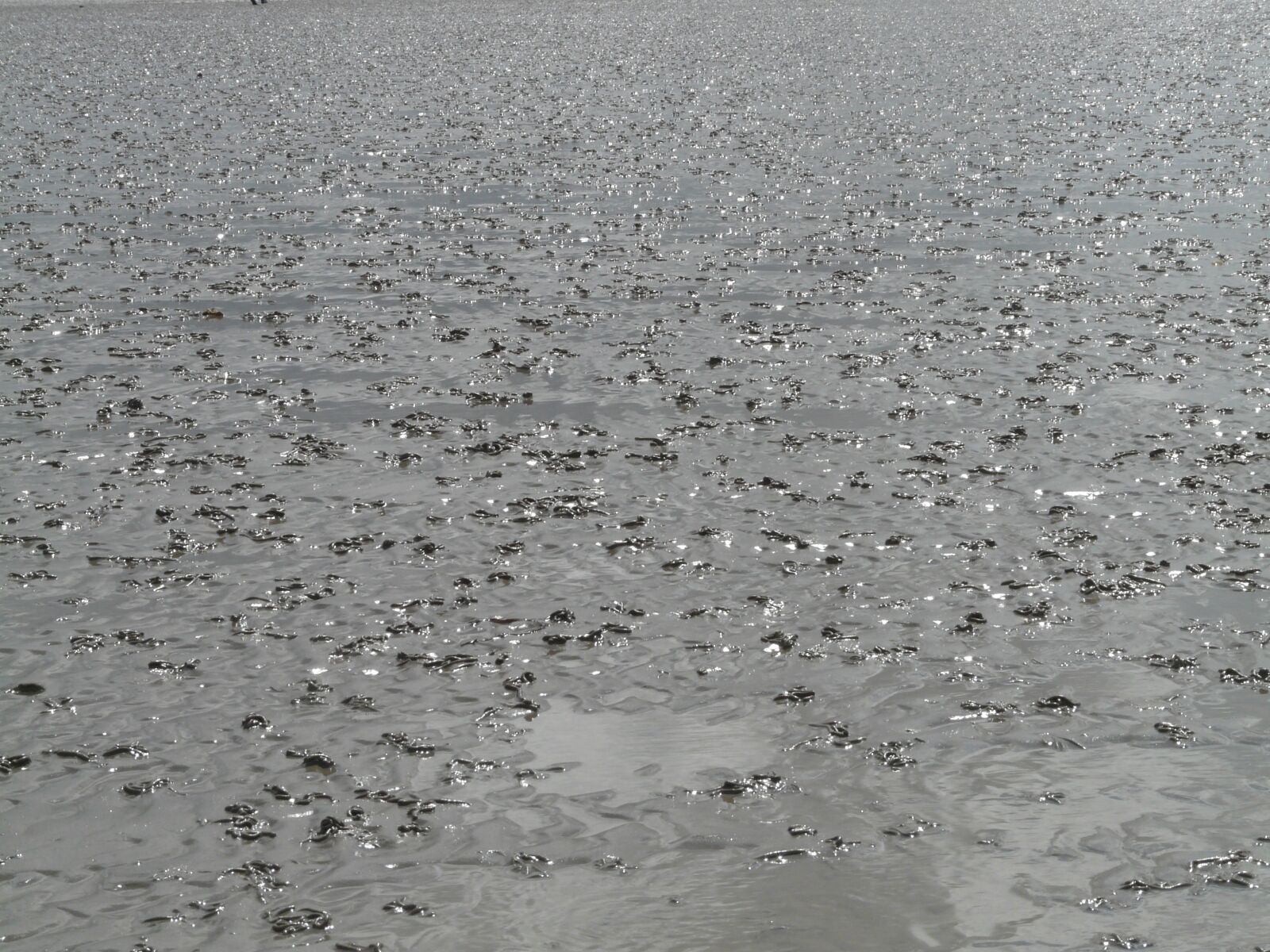 Panasonic DMC-FZ18 sample photo. Wadden sea, watts, north photography