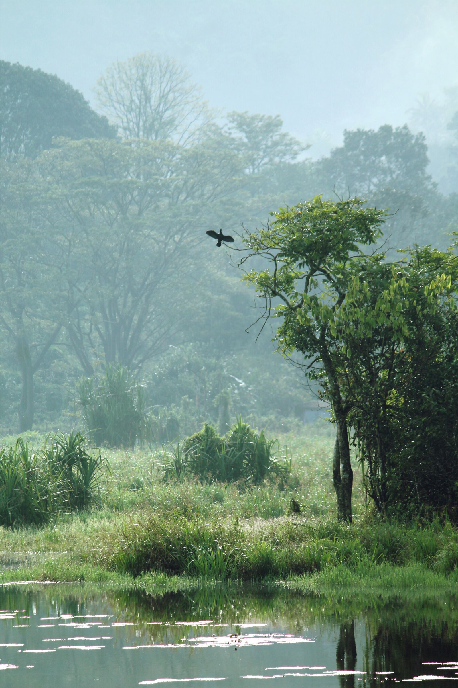 Canon EOS 1300D (EOS Rebel T6 / EOS Kiss X80) sample photo. Kerala, india, grassland photography