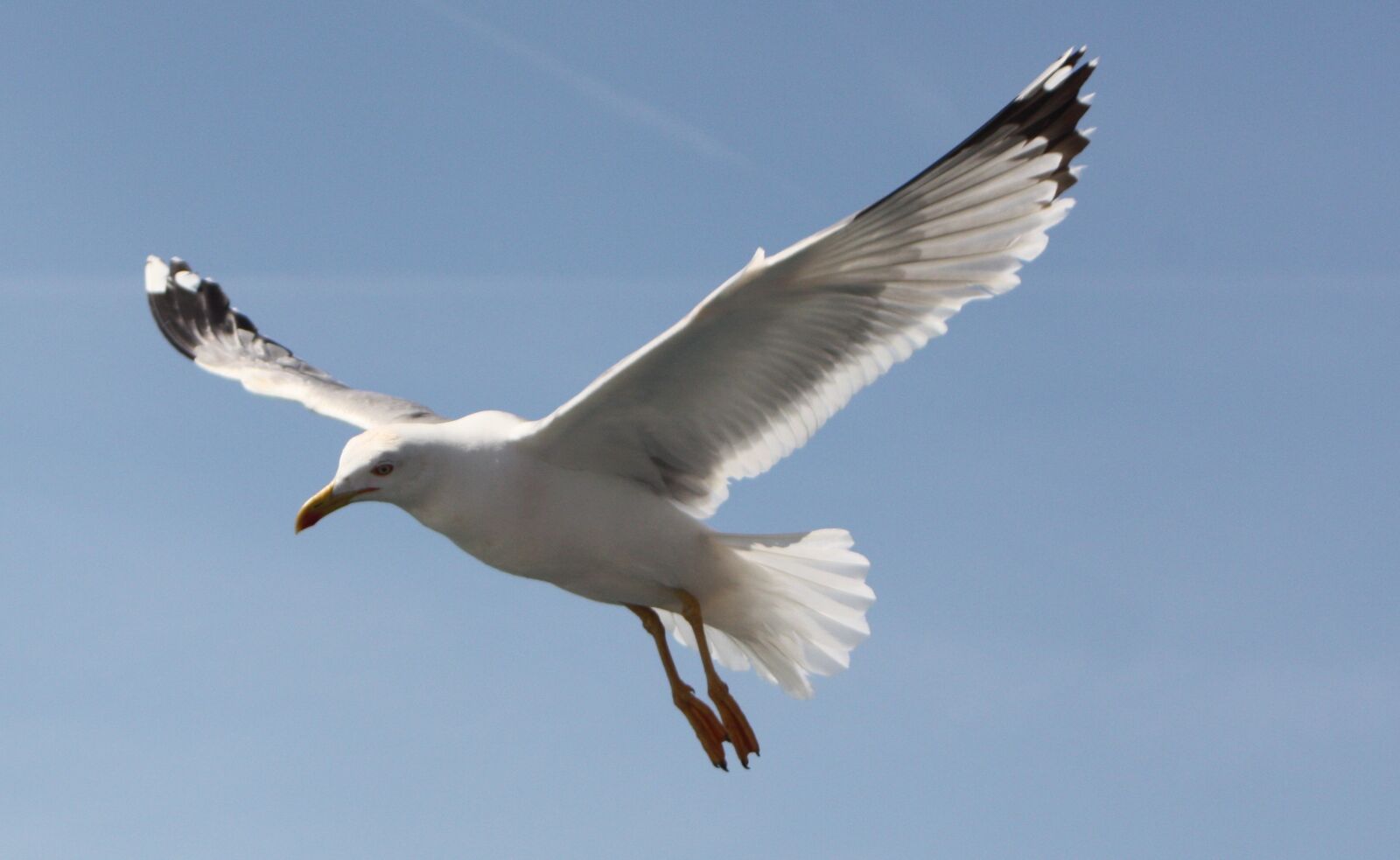Canon EOS 450D (EOS Rebel XSi / EOS Kiss X2) sample photo. Seagull, blue sky, freedom photography