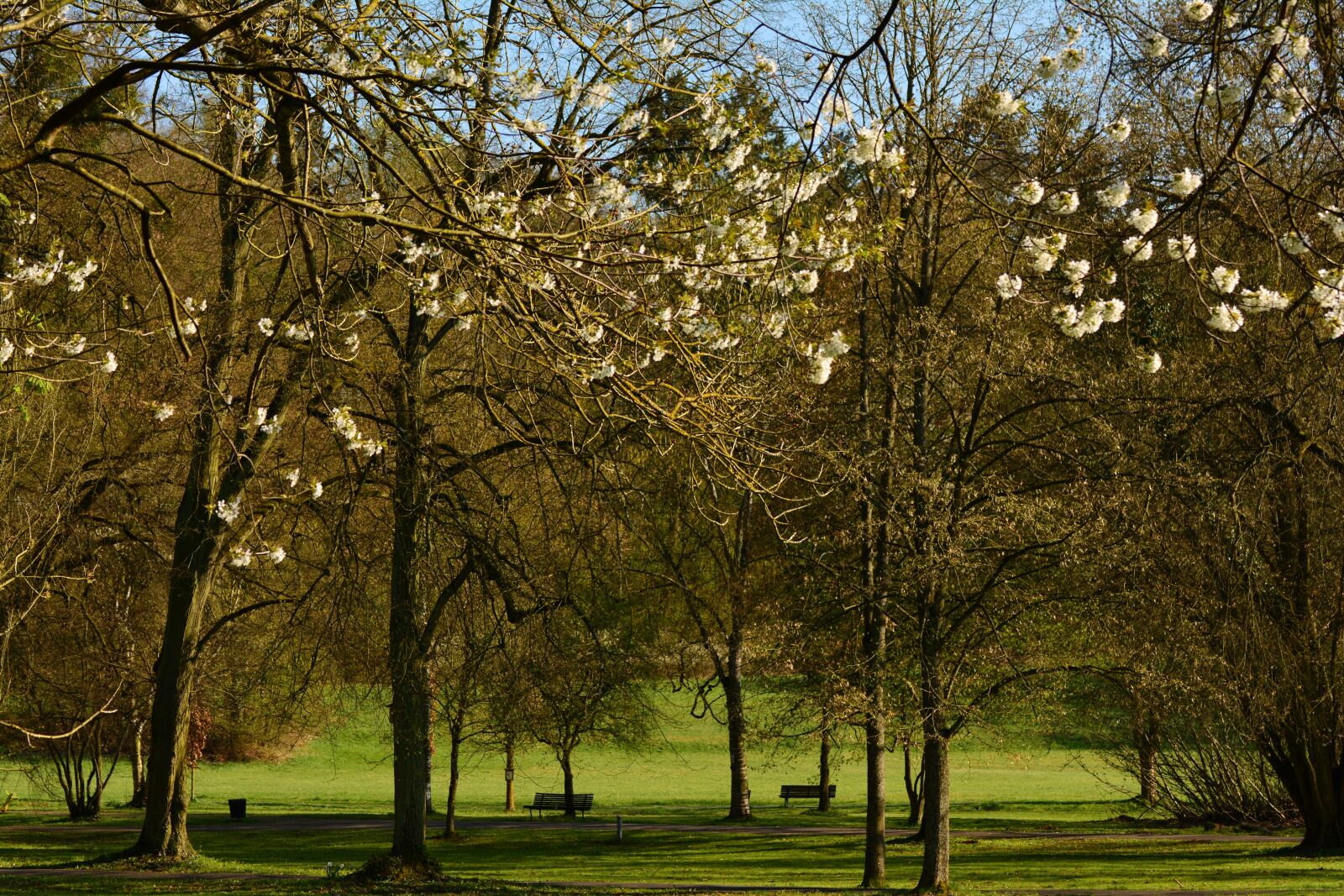 Nikon D5200 sample photo. Park, trees, april photography