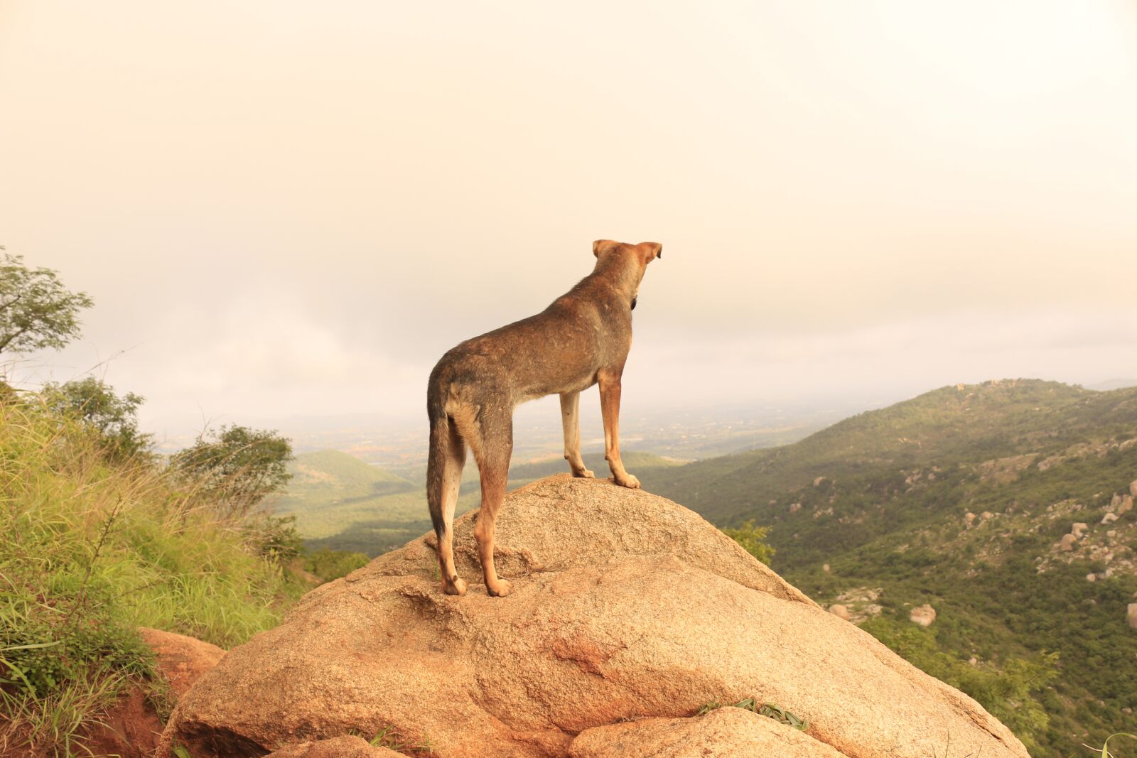Canon EOS 700D (EOS Rebel T5i / EOS Kiss X7i) sample photo. Dog, hill, nature photography