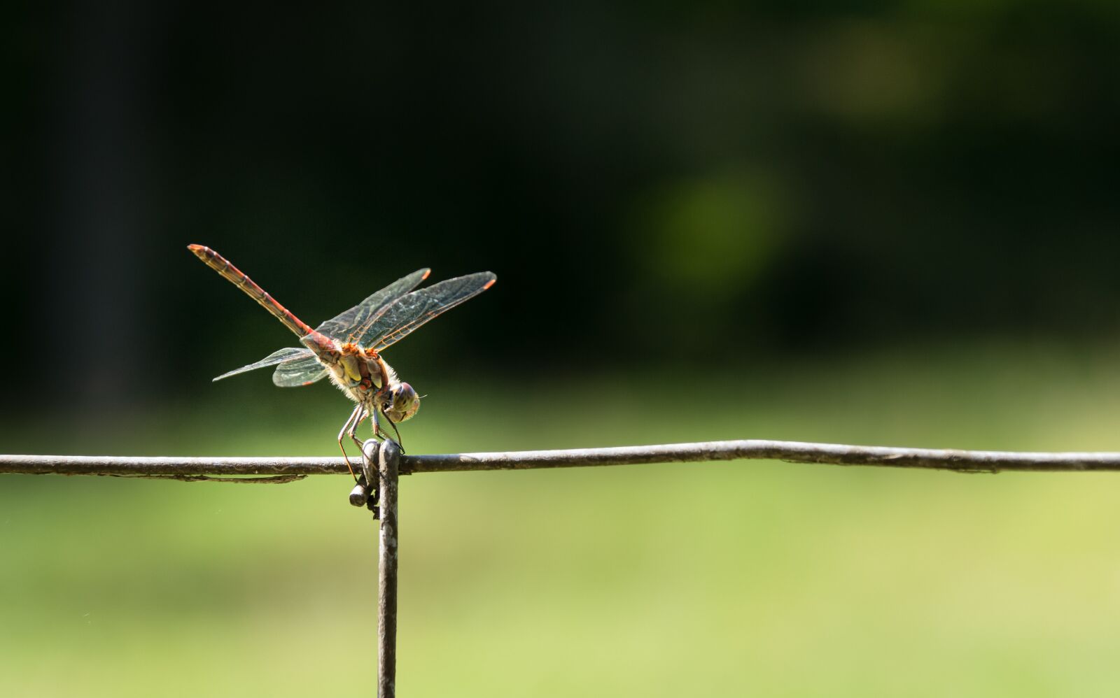 DT 18-300mm F3.5-6.3 sample photo. Dragonfly, close up, bug photography