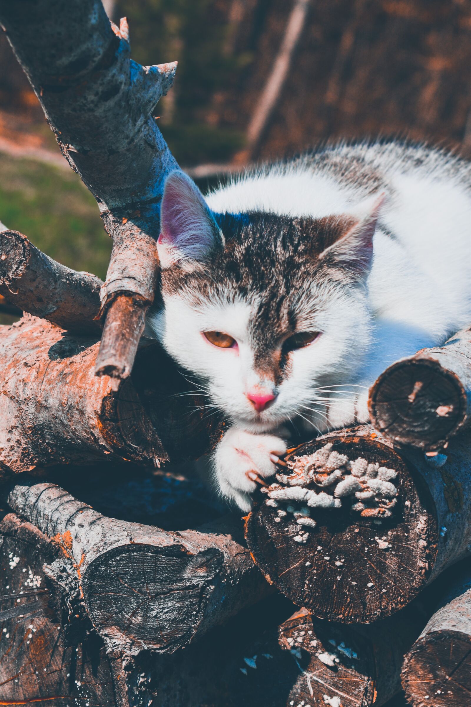 Nikon D3500 sample photo. Cat, nature, kitten photography