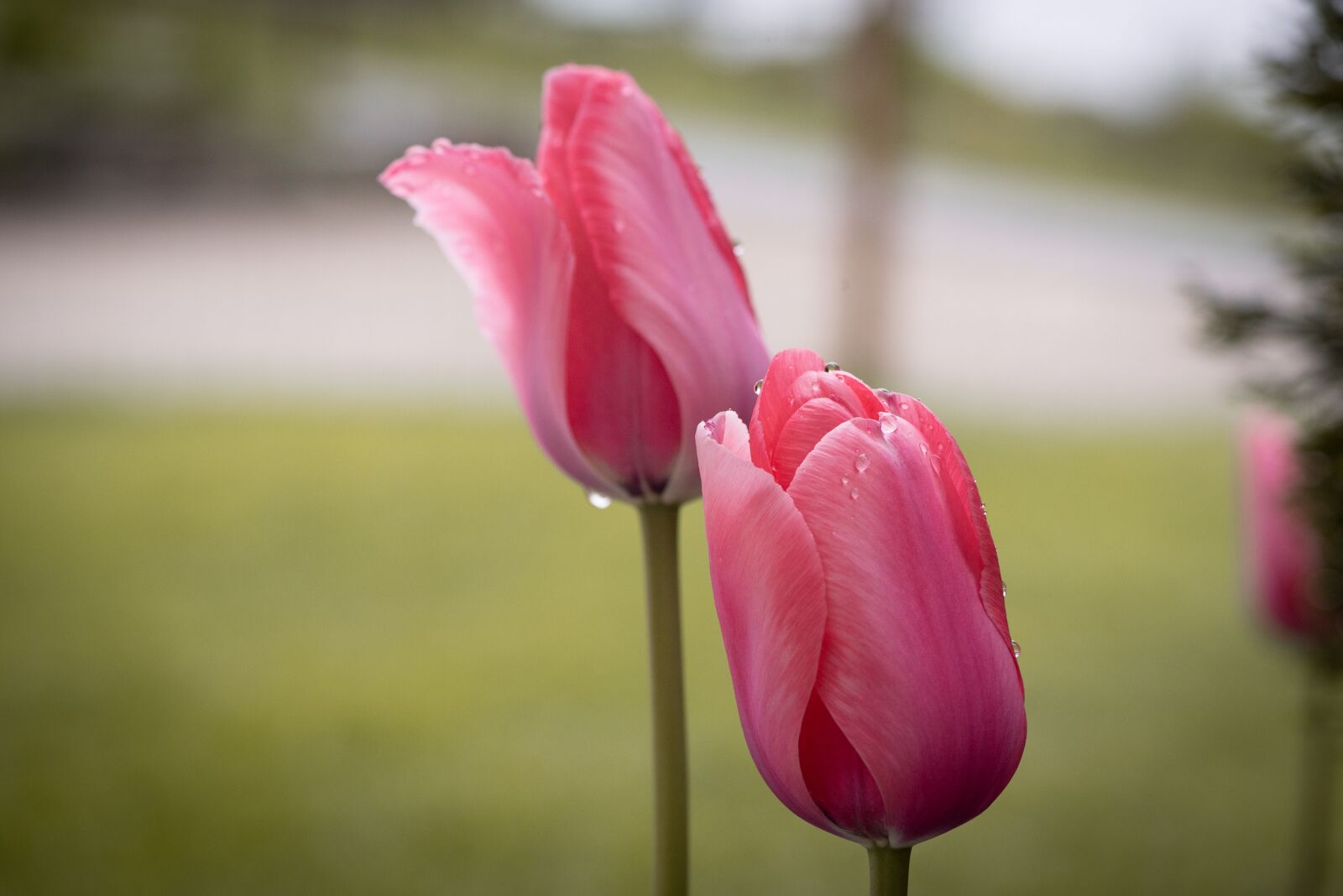 Nikon D750 sample photo. Tulips, pink, flowers photography