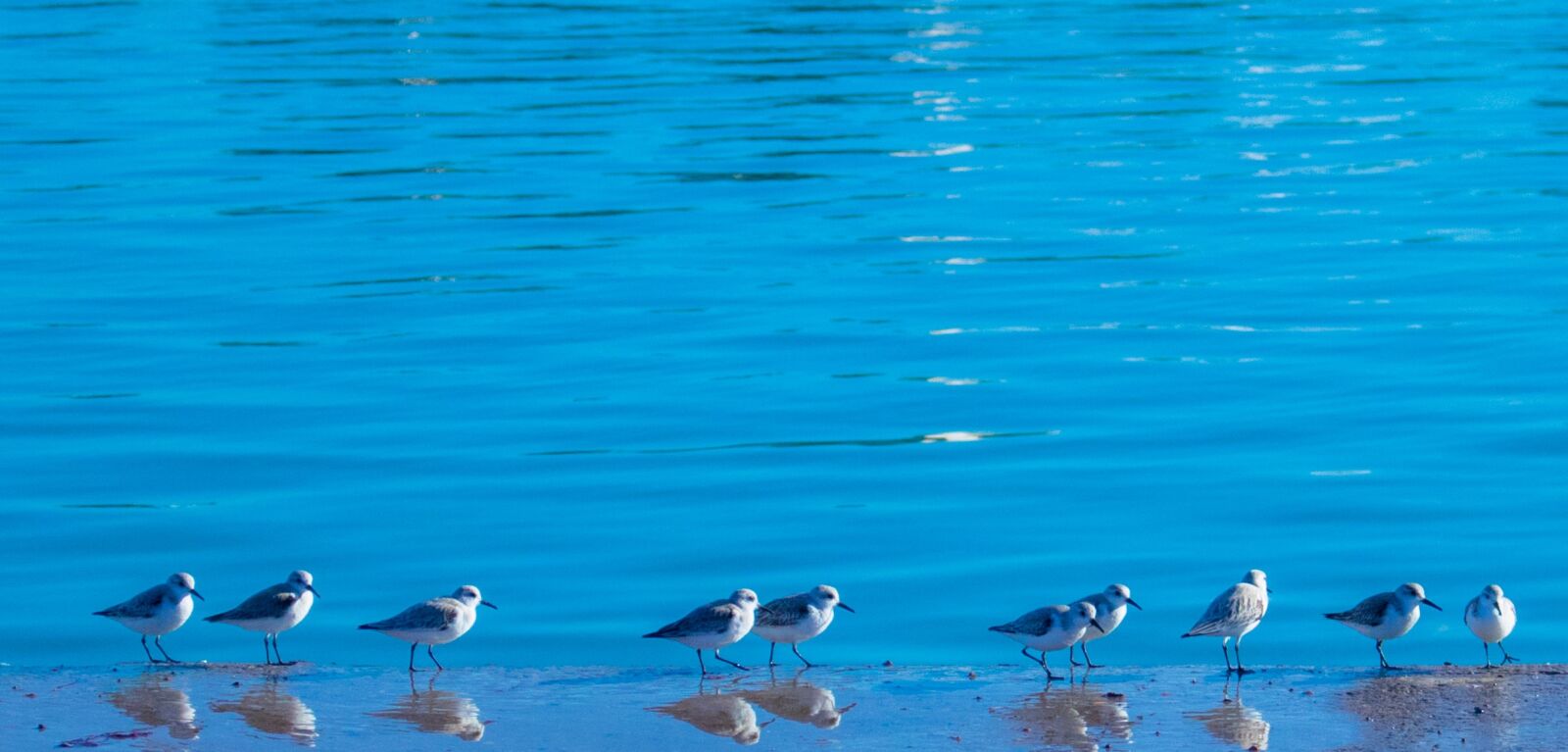 Canon EOS 750D (EOS Rebel T6i / EOS Kiss X8i) sample photo. Body of water, bird photography