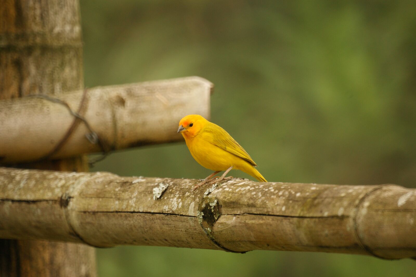 Sony Alpha DSLR-A390 sample photo. Birds, nature, quindio photography