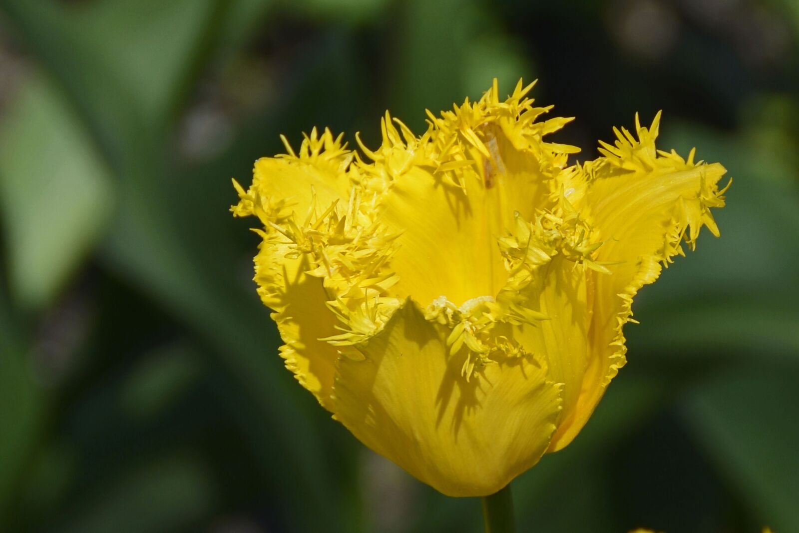 Nikon D7100 sample photo. Tulip, spring, yellow photography