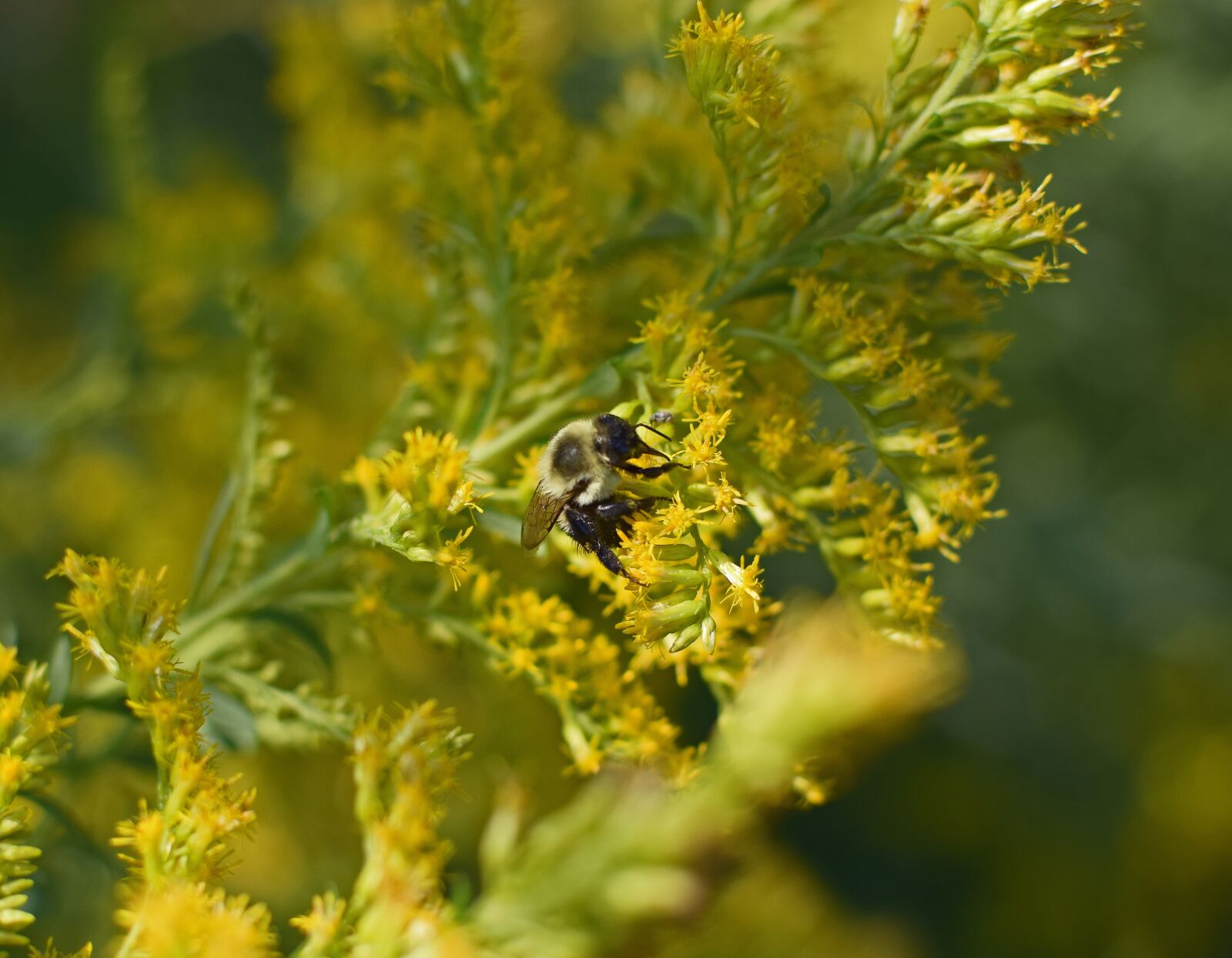 Nikon D3300 sample photo. Honeybee in goldenrod, bee photography