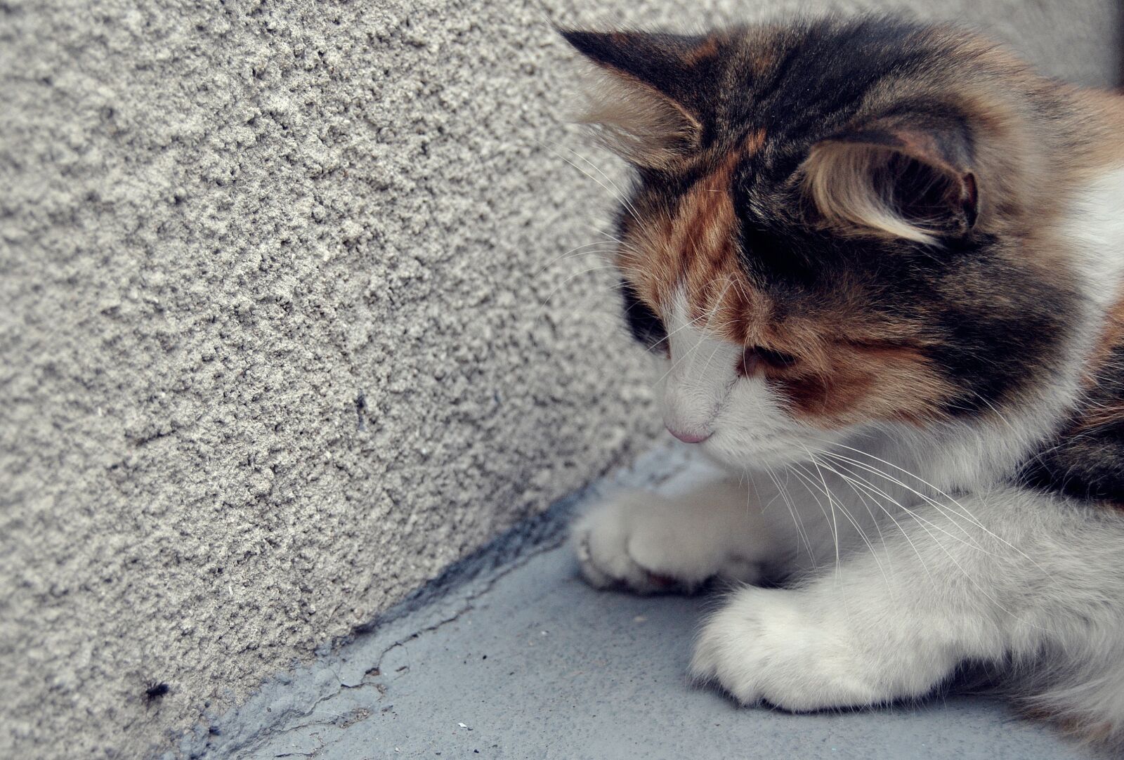 Nikon D3000 sample photo. Cat, kitten, hunting photography