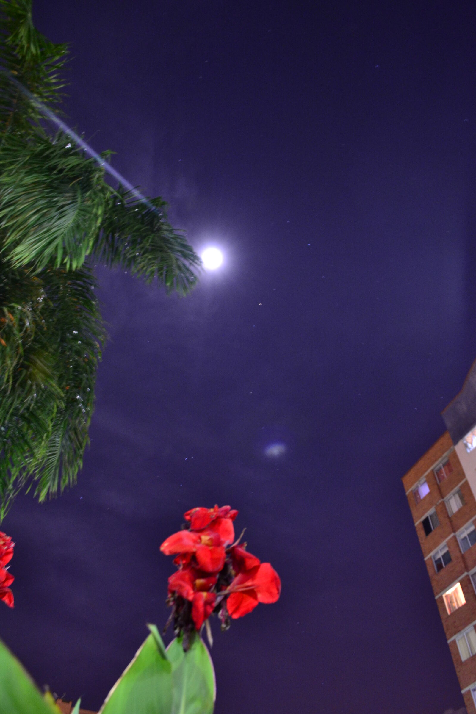 Nikon D3100 sample photo. Flower, night photography