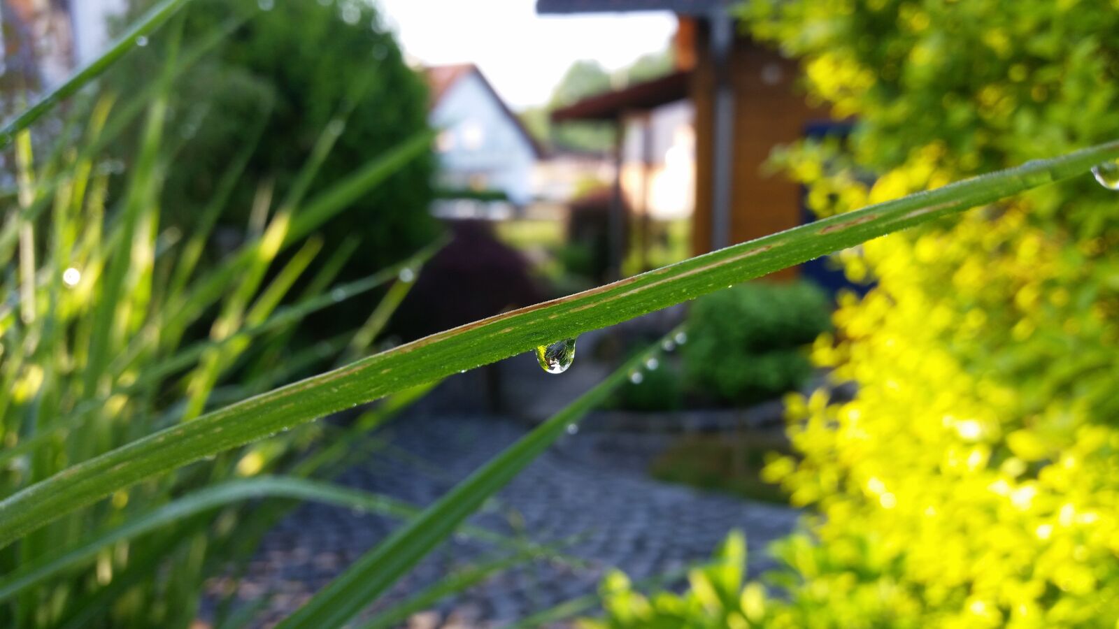 Samsung Galaxy S5 sample photo. Garden, plant, ornamental grasses photography