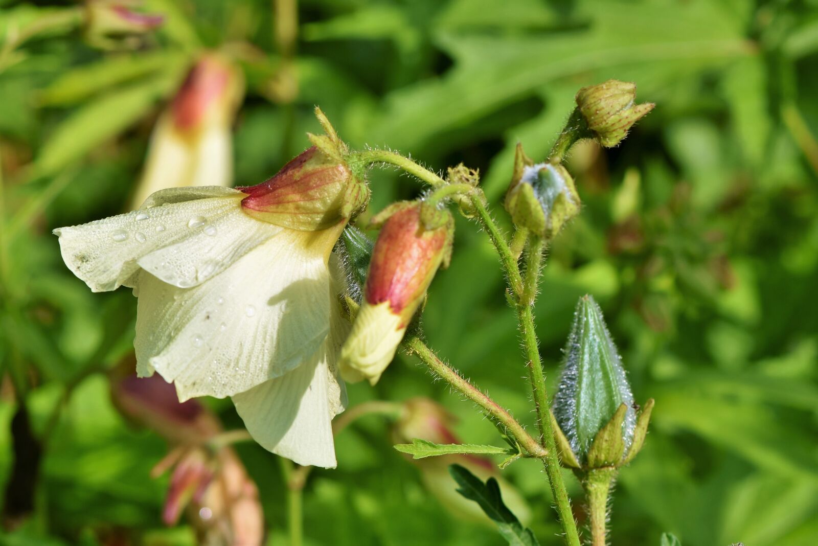Nikon D7200 sample photo. Abelmoschus, hibiscus, mallow photography