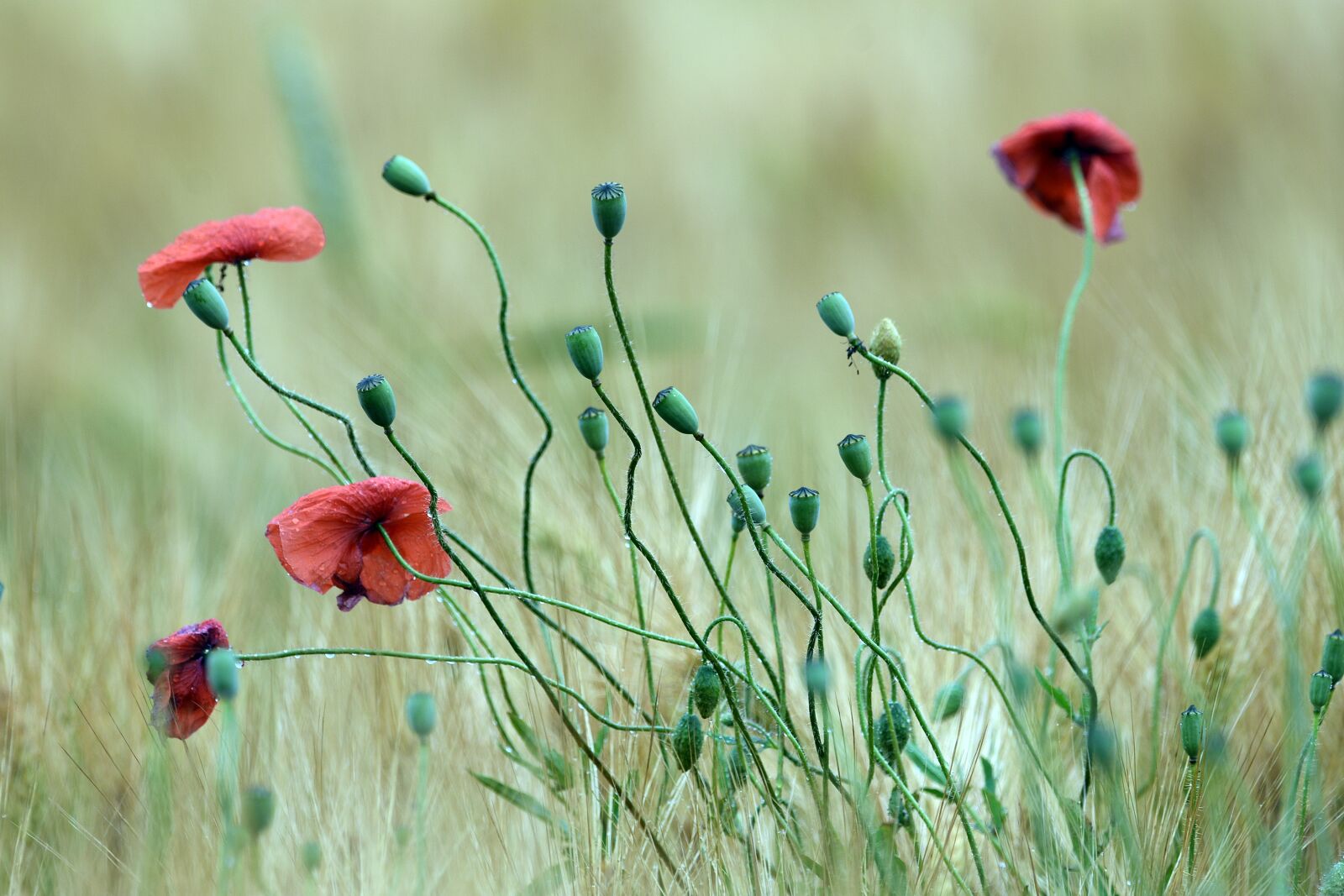 Nikon D3400 sample photo. Poppy, poppies, meadow photography