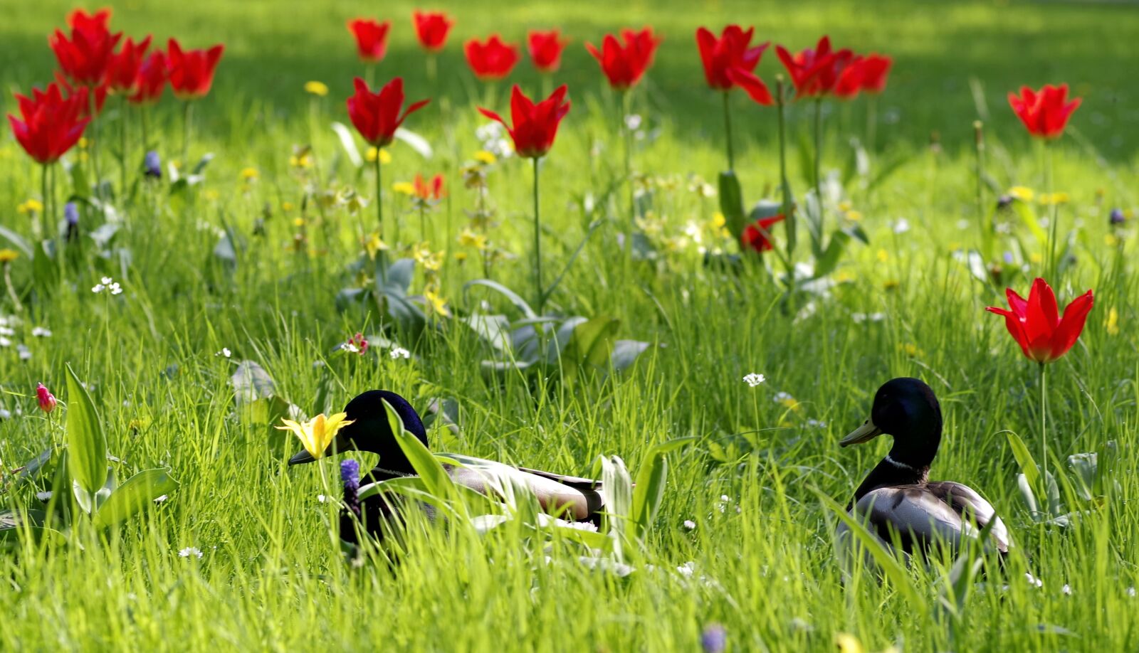 Pentax K-S2 sample photo. Ducks, meadow, grass photography