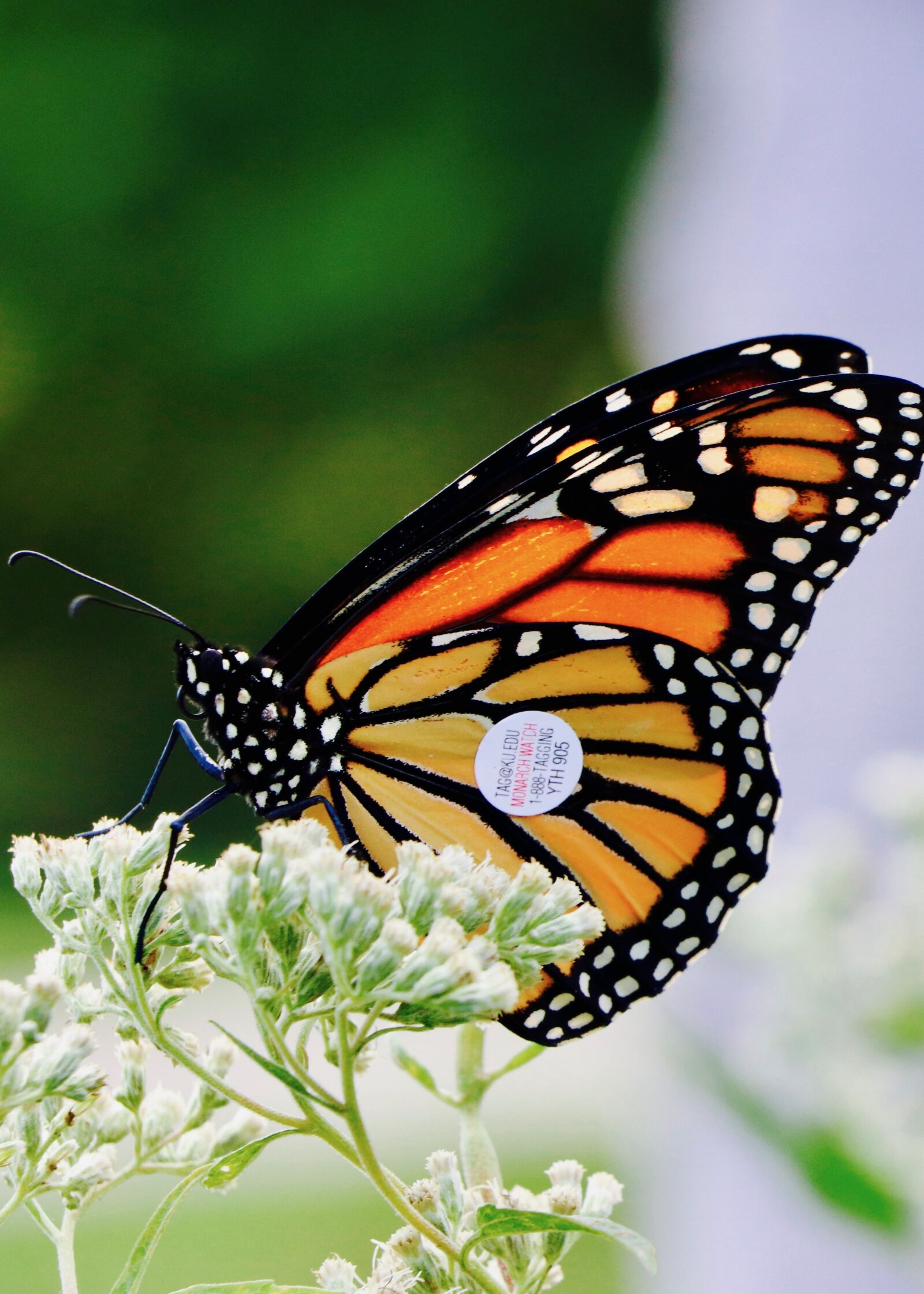 Canon EF-S 18-135mm F3.5-5.6 IS USM sample photo. Tagged, monarch, butterfly photography