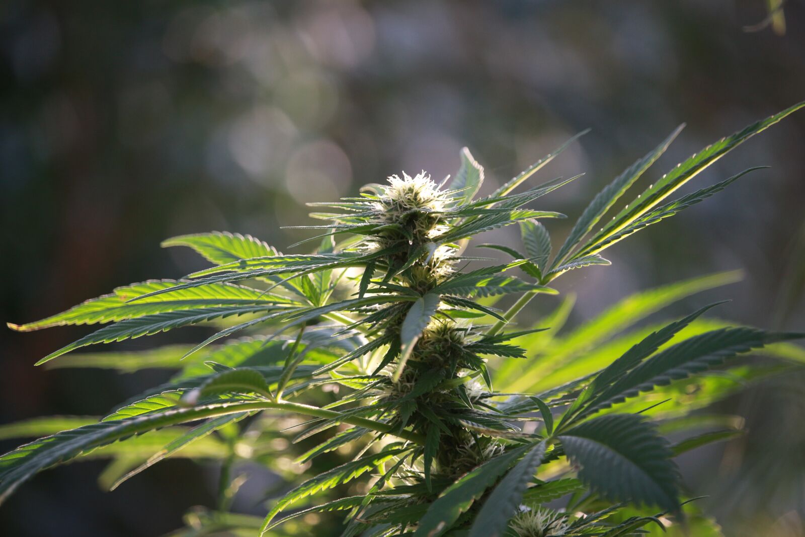 Canon EF-S 55-250mm F4-5.6 IS STM sample photo. Hemp, hemp flower, crop photography