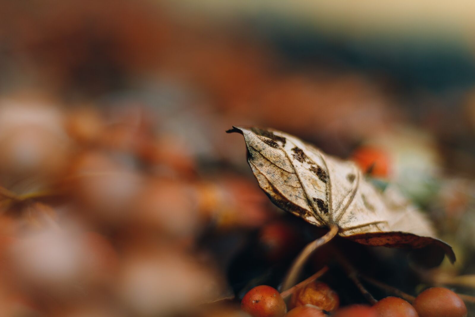 Canon EOS 1300D (EOS Rebel T6 / EOS Kiss X80) sample photo. Leaf, autumn, fall photography