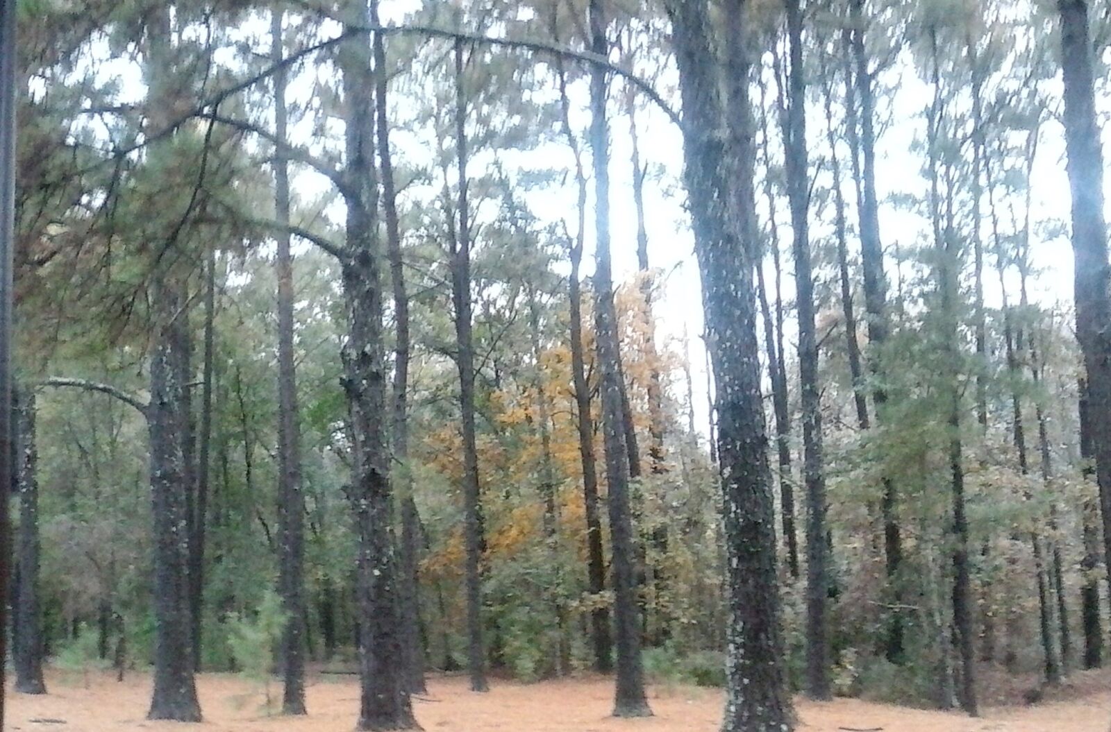 LG Optimus Fuel sample photo. Country, forest, photo, pine photography