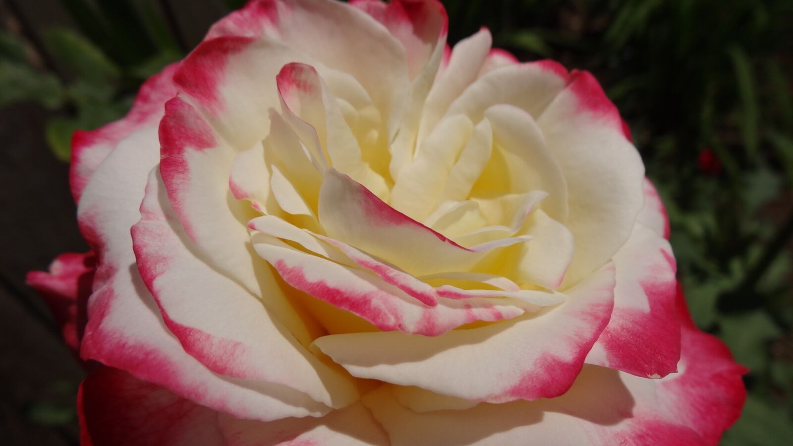 Sony Cyber-shot DSC-HX20V sample photo. Flower, petal, rose photography