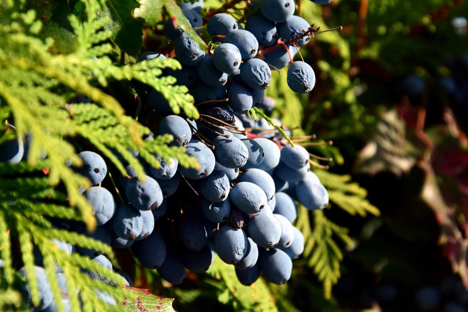 Nikon D3300 sample photo. Nature, blackberry, branch, fruit photography