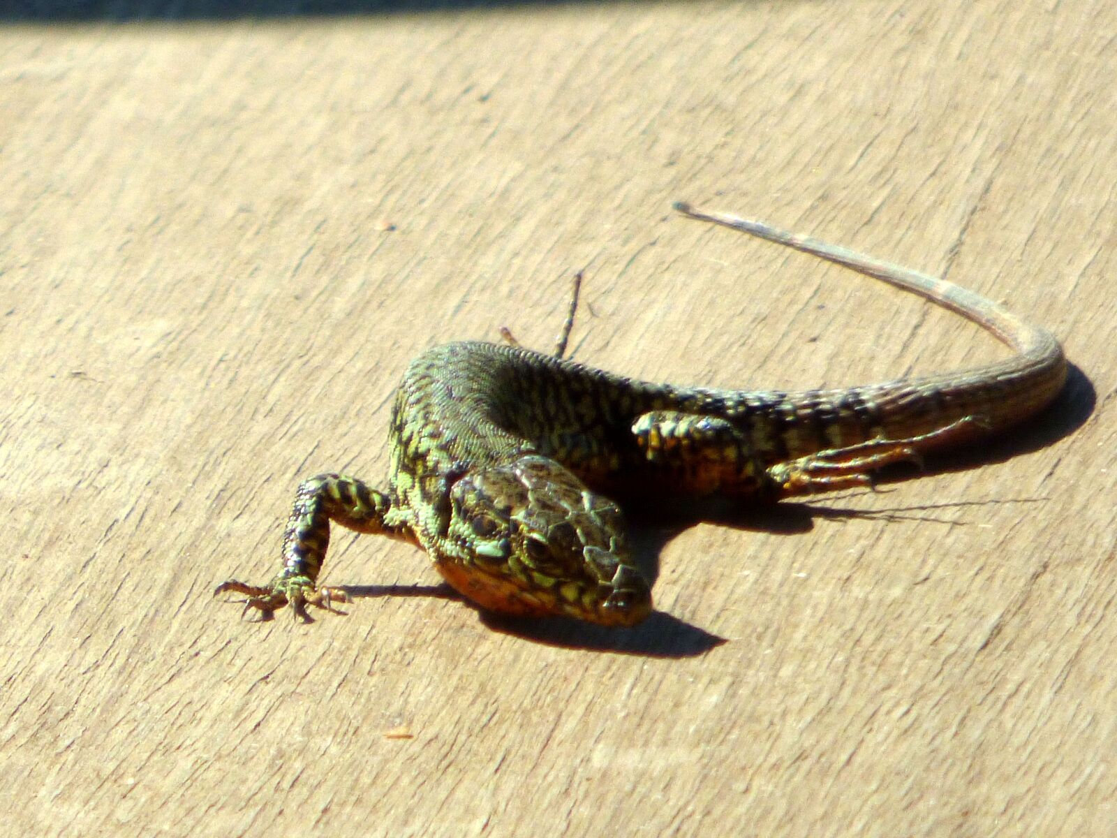 Panasonic DMC-FZ72 sample photo. Animal, lizard, reptile photography