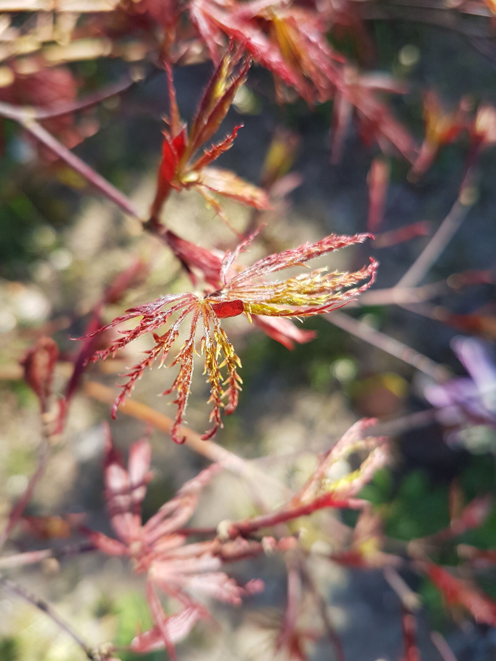 Samsung Galaxy S7 sample photo. Spring, bud, boy shoots photography