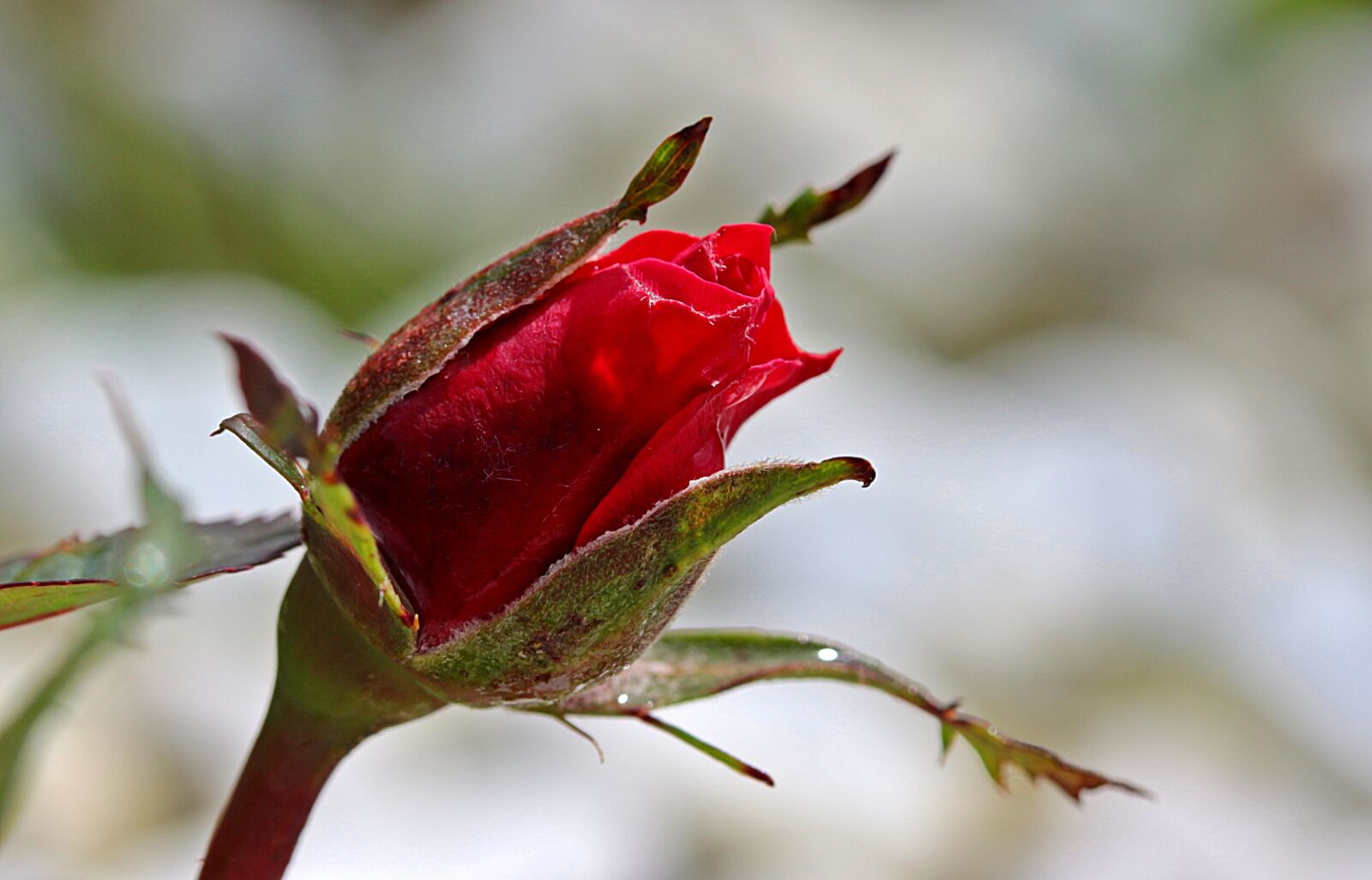 Canon EOS 650D (EOS Rebel T4i / EOS Kiss X6i) sample photo. Rose, rosebud, bud photography