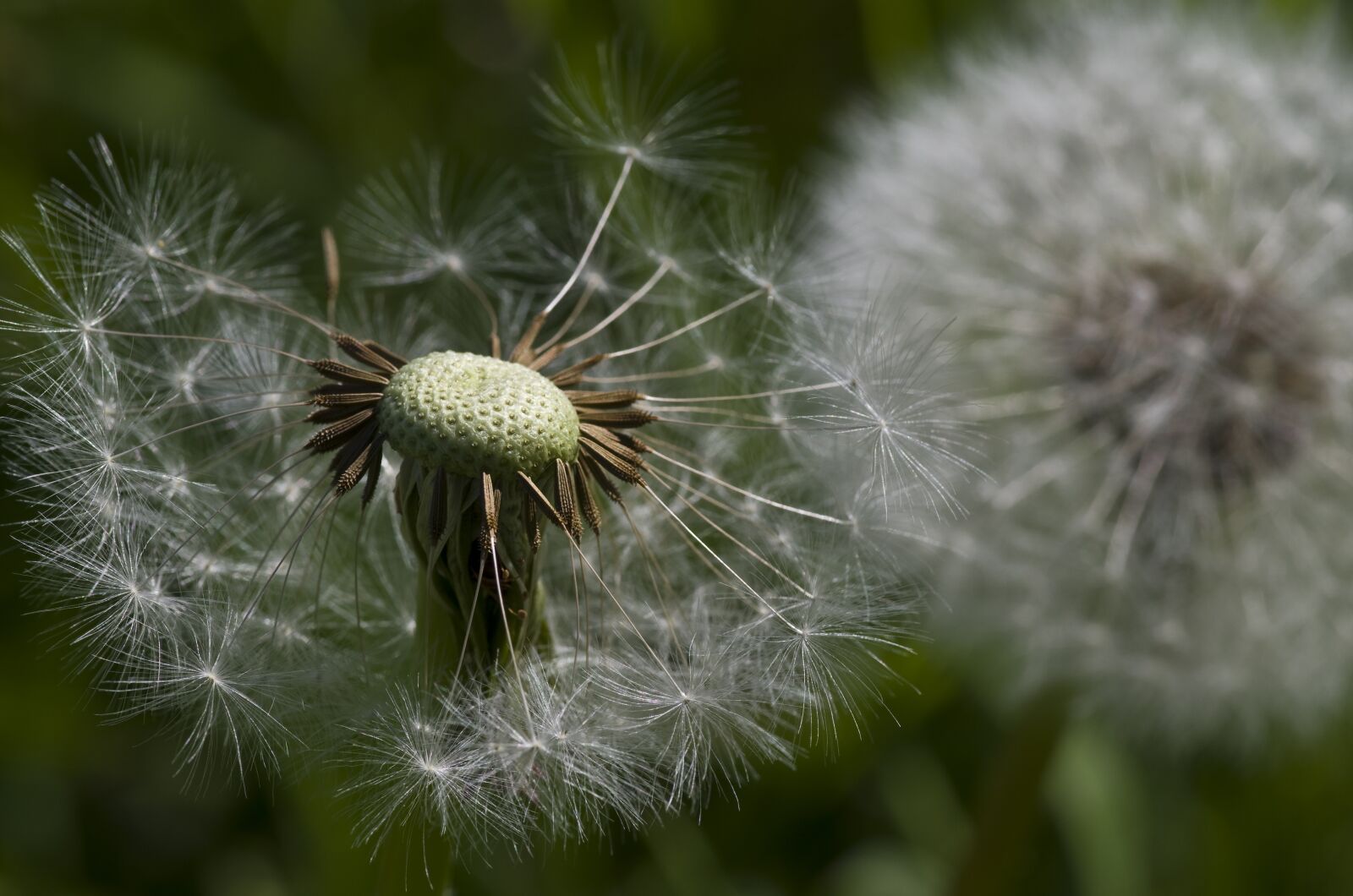Pentax K-30 sample photo. Dandelion, flower meadow, meadow photography
