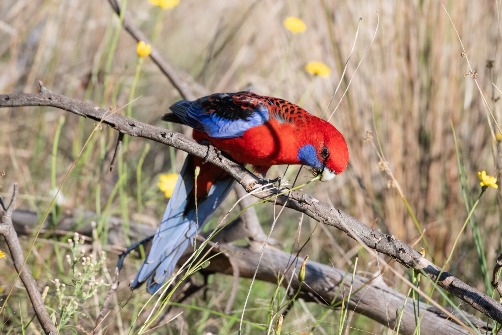 Nikon D850 sample photo. Crimson rosella, platycercus, elegans photography