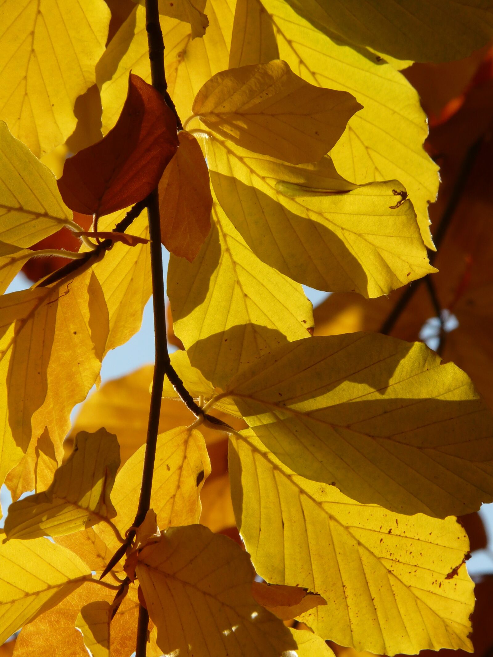 Panasonic DMC-FZ18 sample photo. Beech, fagus sylvatica, fagus photography