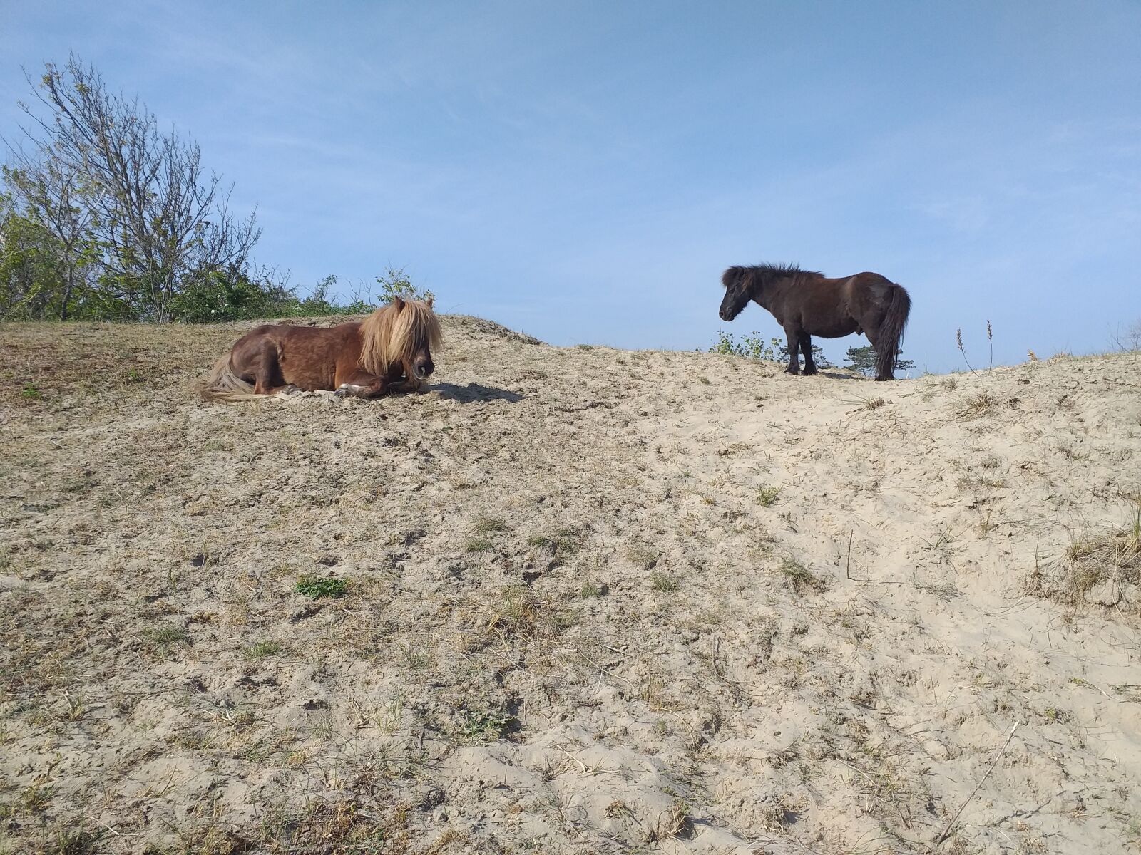 Samsung Galaxy J4+ sample photo. Pony, horse, sand photography