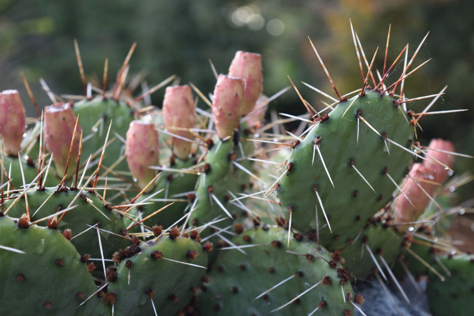 Nikon D3300 sample photo. Cactus, plant, cacti photography